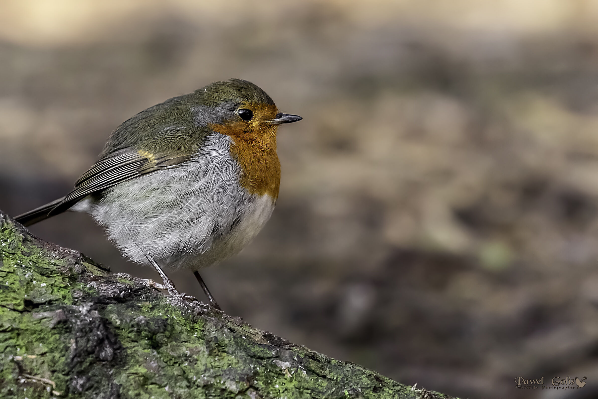 Pettirosso europeo (Erithacus rubecula)