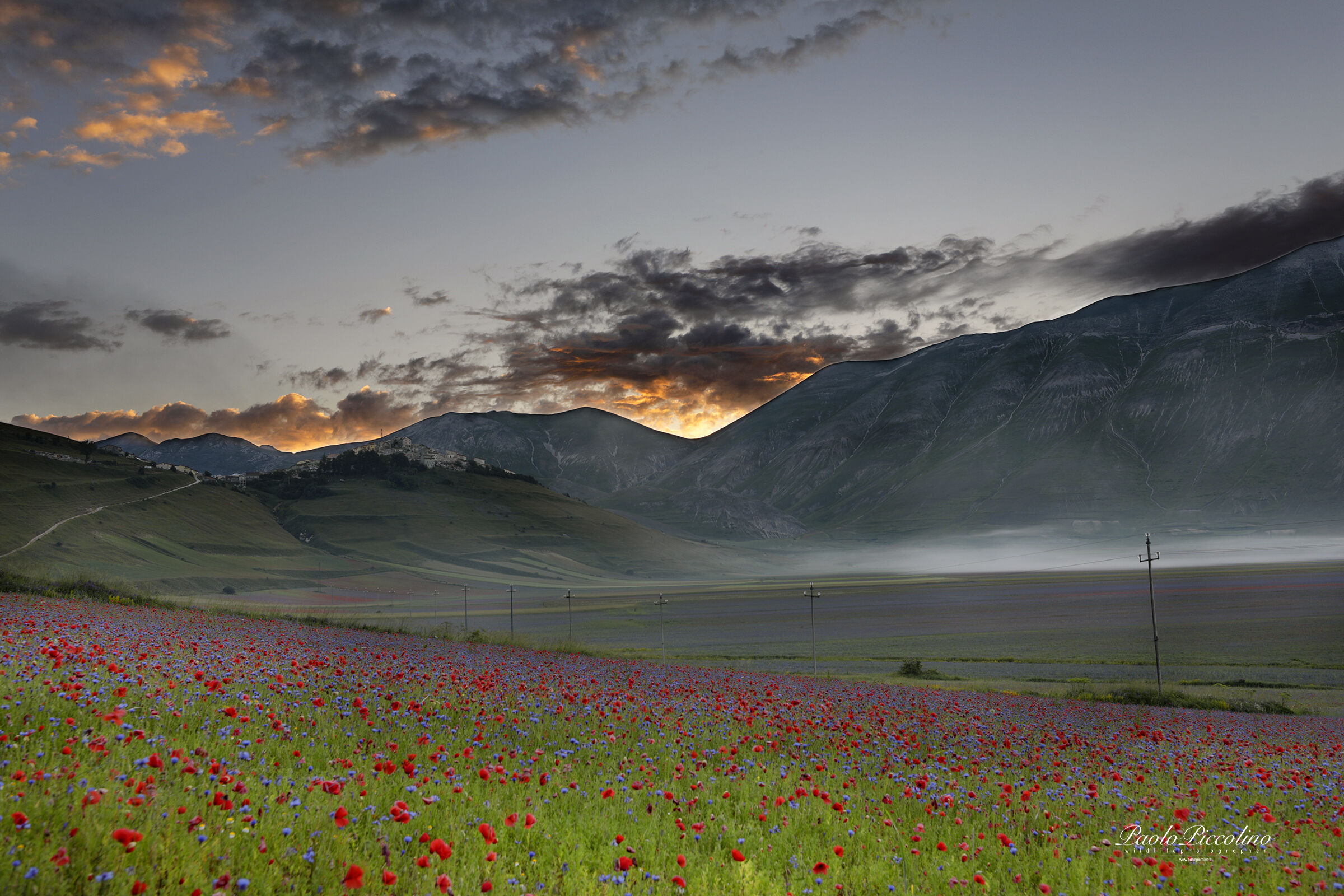 the first ray on flowering