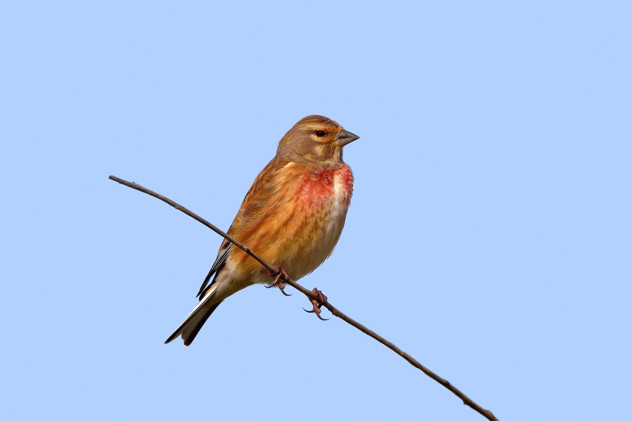 Linnet