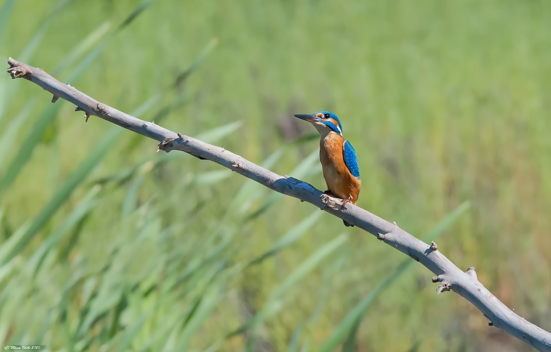 Martin Fisher (Alcedo atthis)