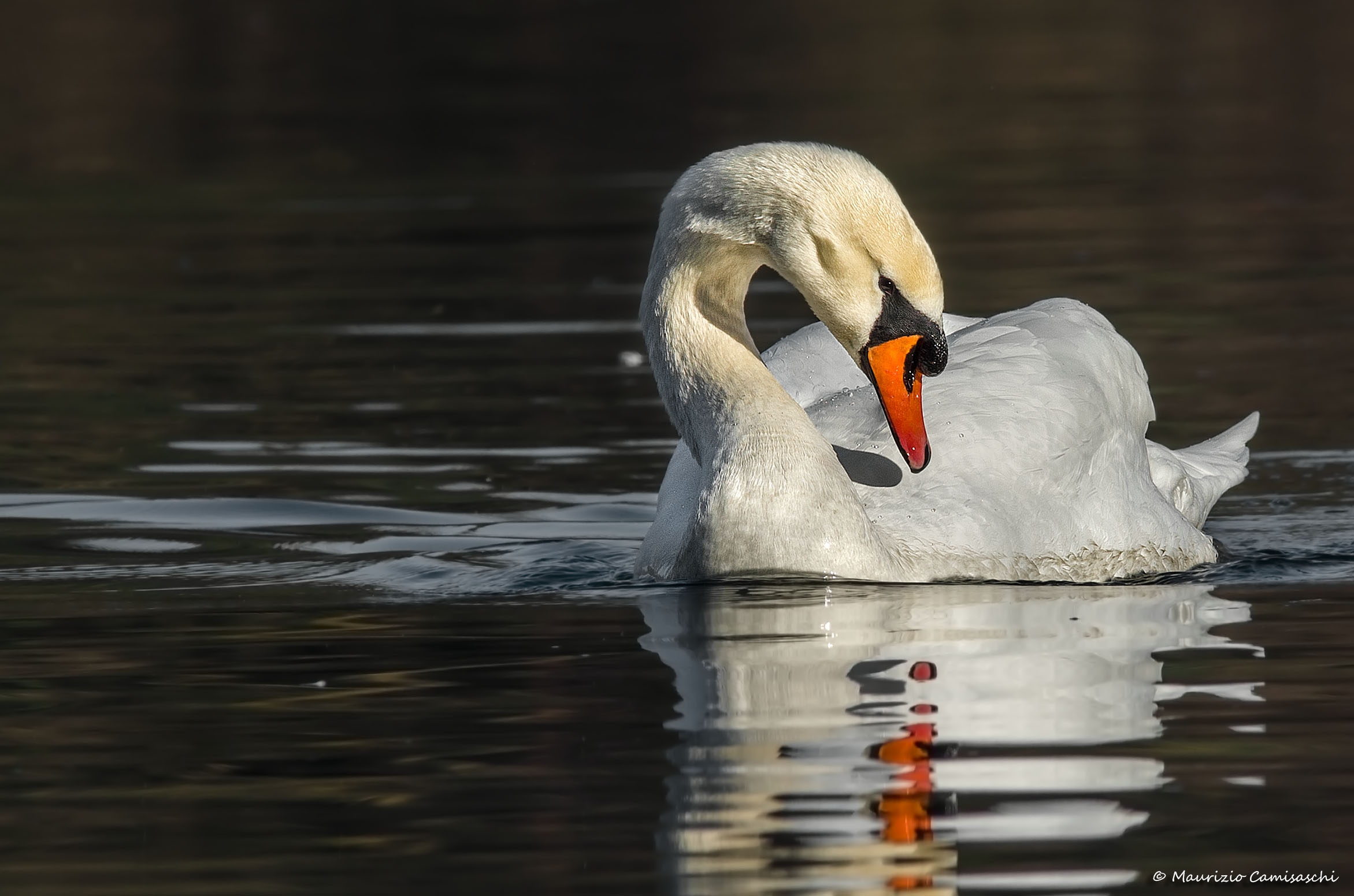 Mute Swan