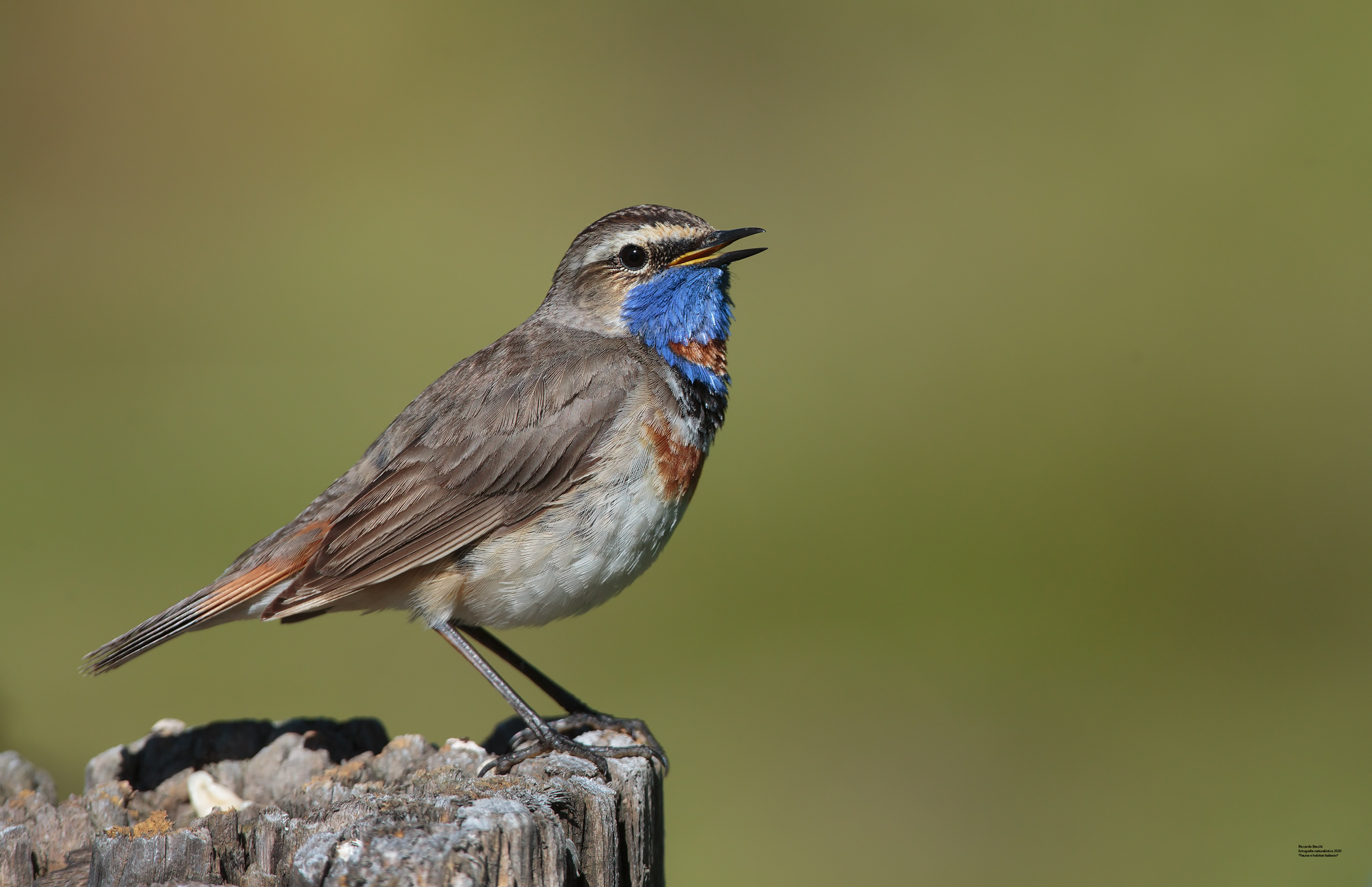 Pettazzurro orientale closeup