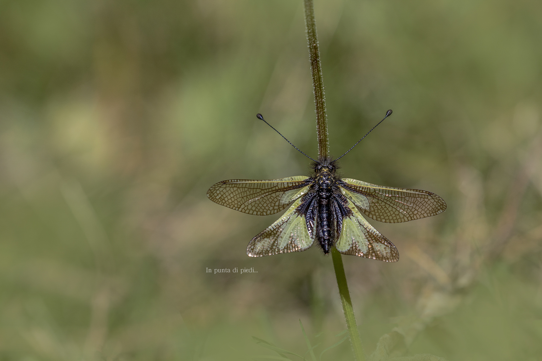 Libelloides coccajus - Ascalafo bianco