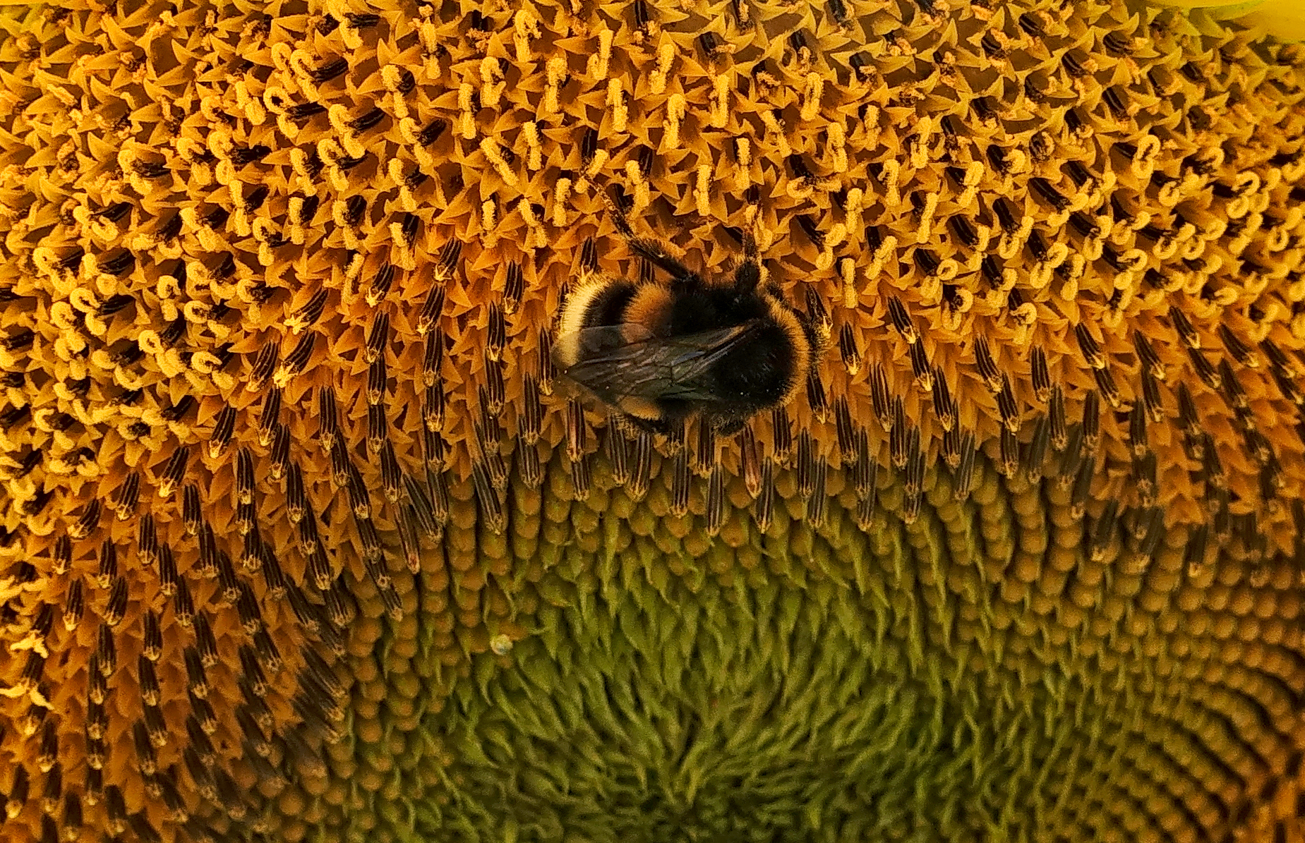 "bumble" sucks nectar from which flower?