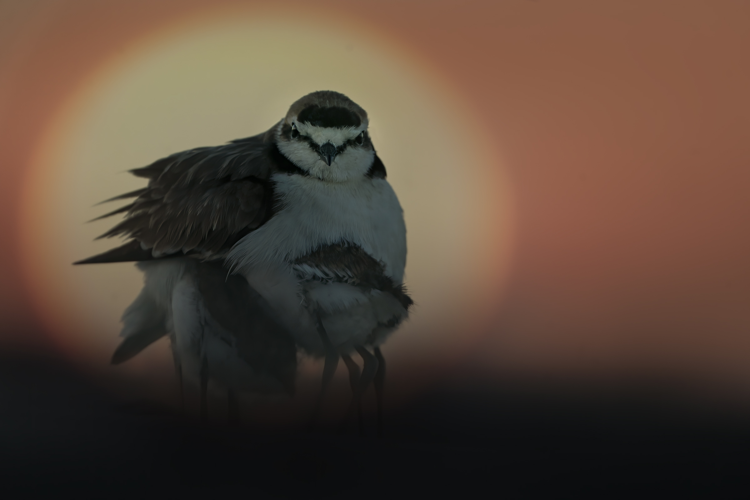 sunrise on the delta of the Po fratino family