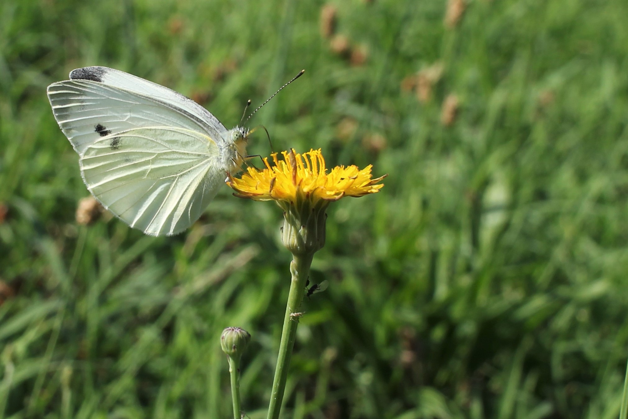 Pieris Rapae(Rapaiola)