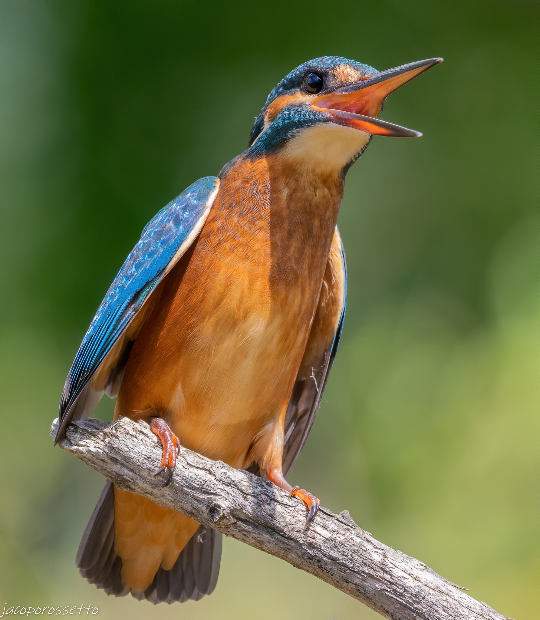 Kingfisher