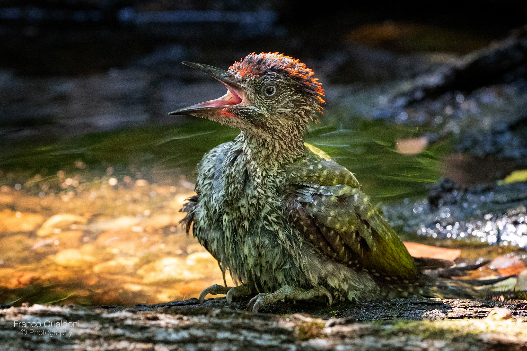 Pullo di Picchio Verde