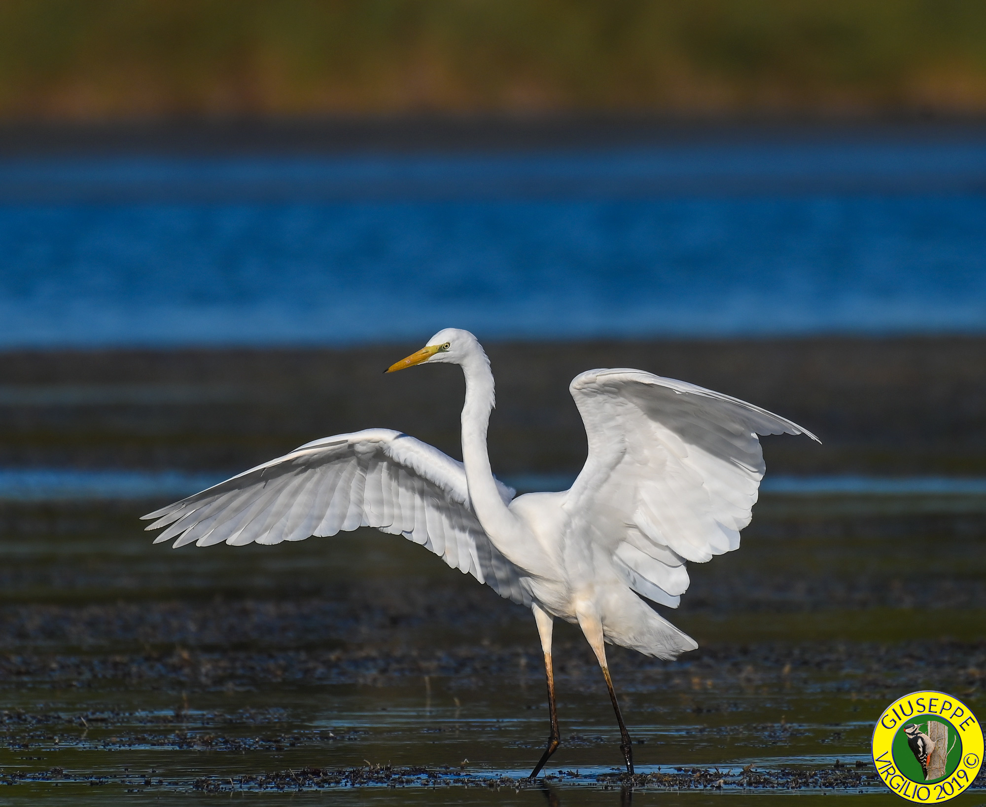 Airone Bianco  Maggiore (Sardegna 2019)