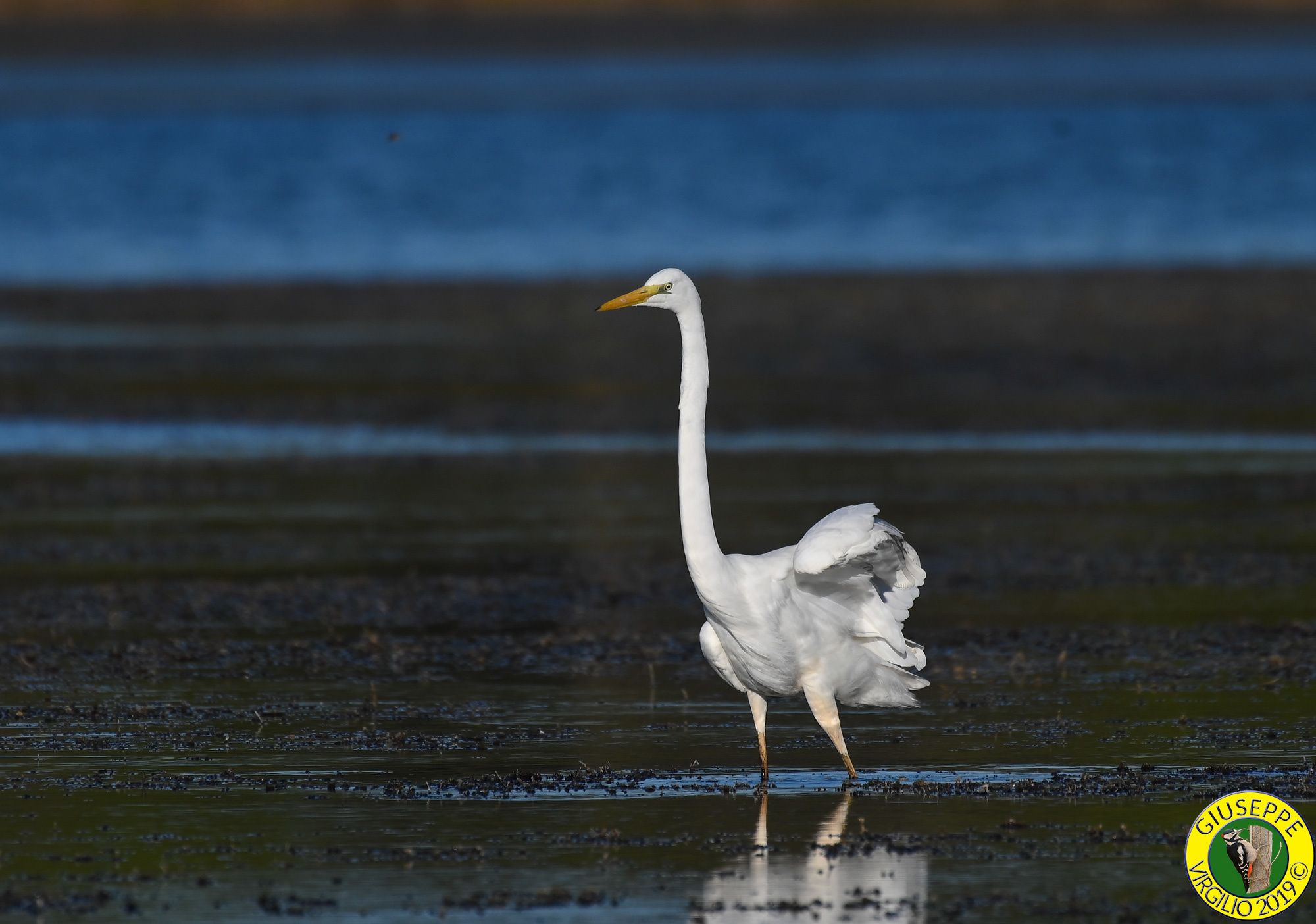 Airone Bianco  Maggiore (Sardegna 2019)