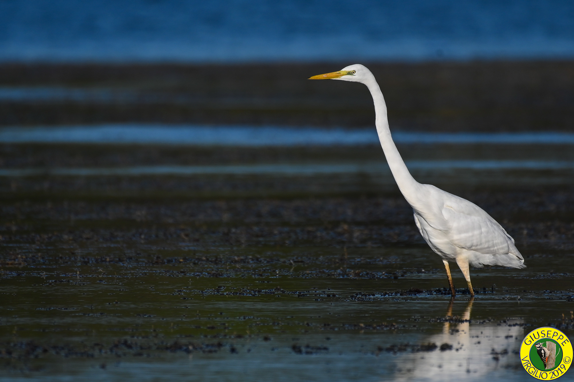 Airone Bianco  Maggiore (Sardegna 2019)