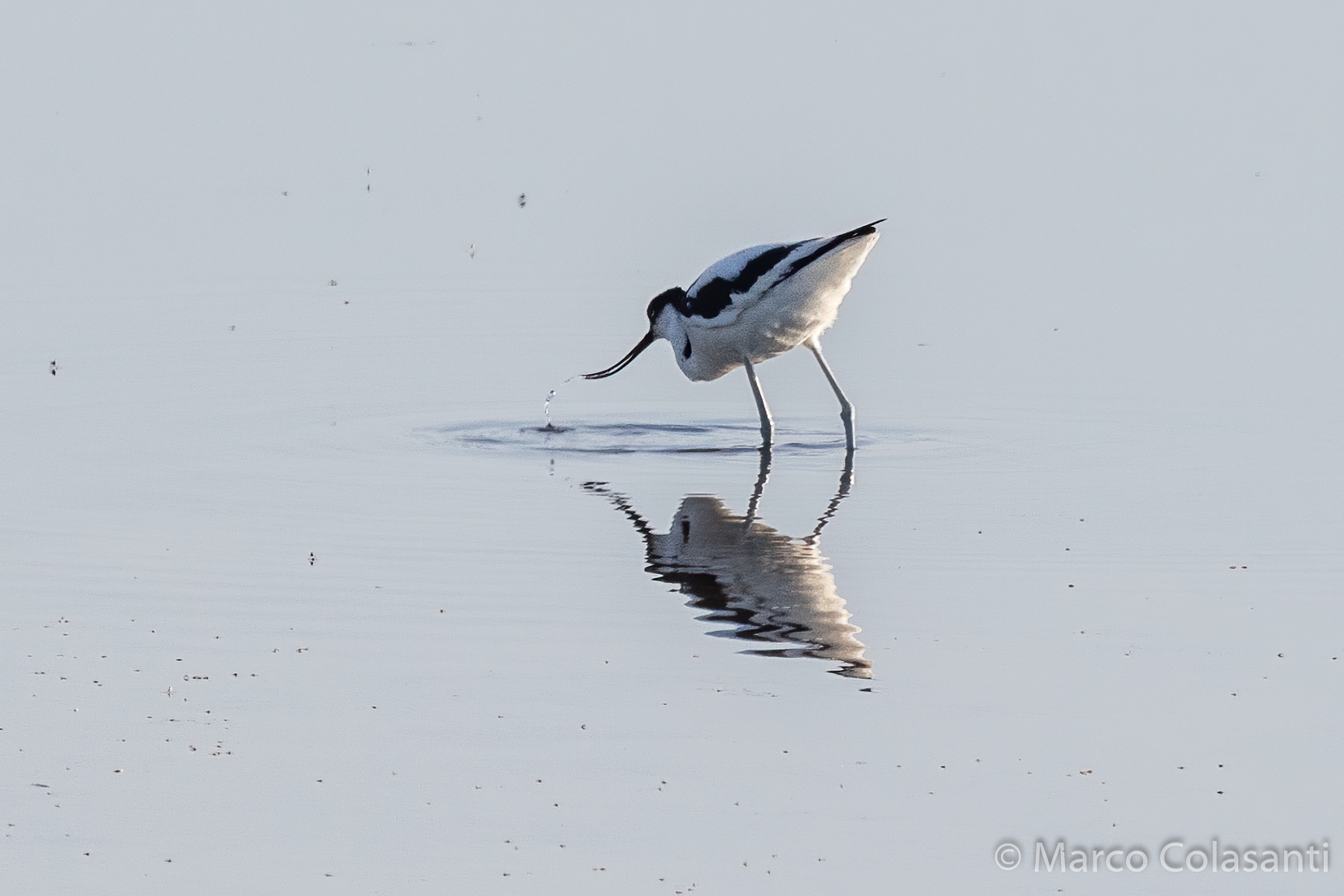 Lonely Avocetta
