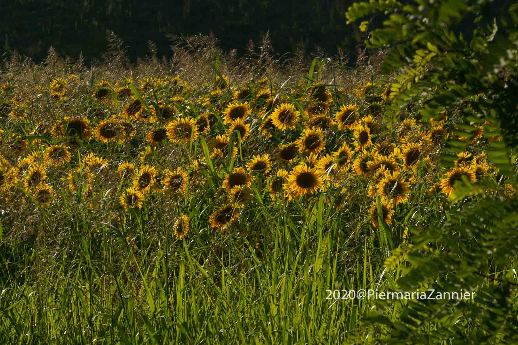 Sunflowers
