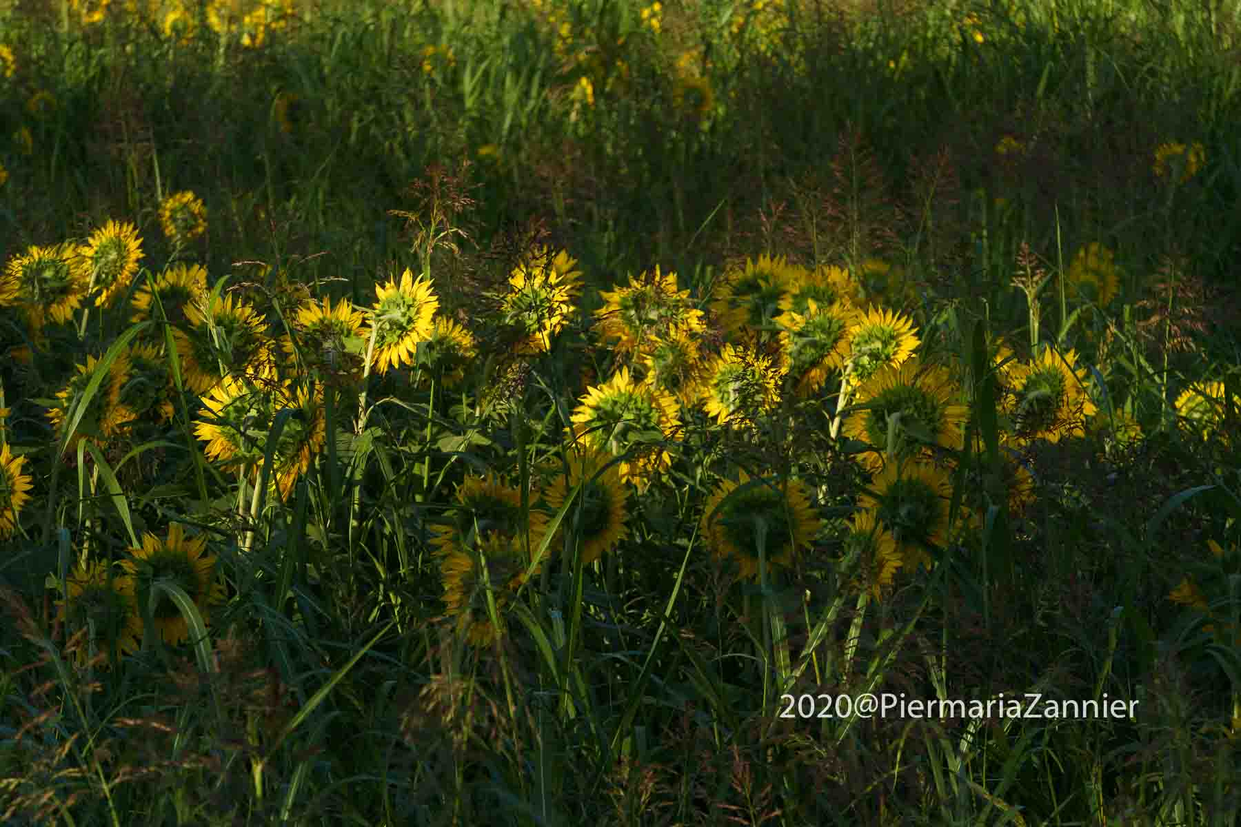 girasoli