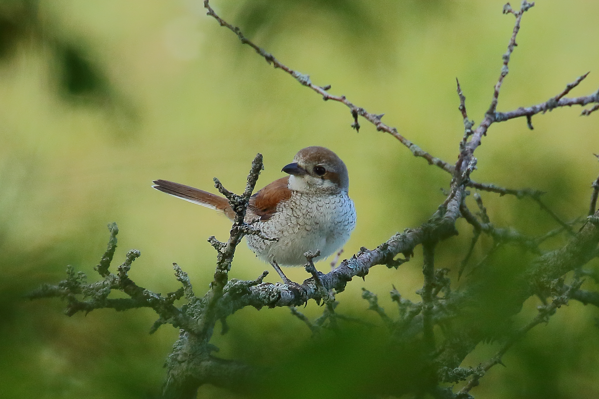 Having it small, female
