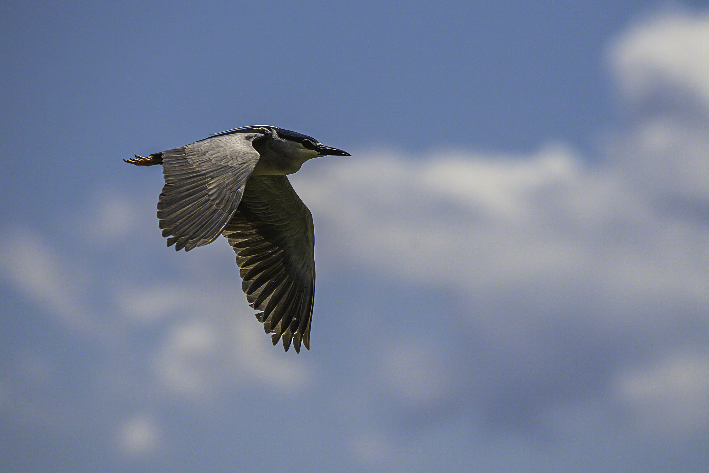 Nitticora in volo n.1