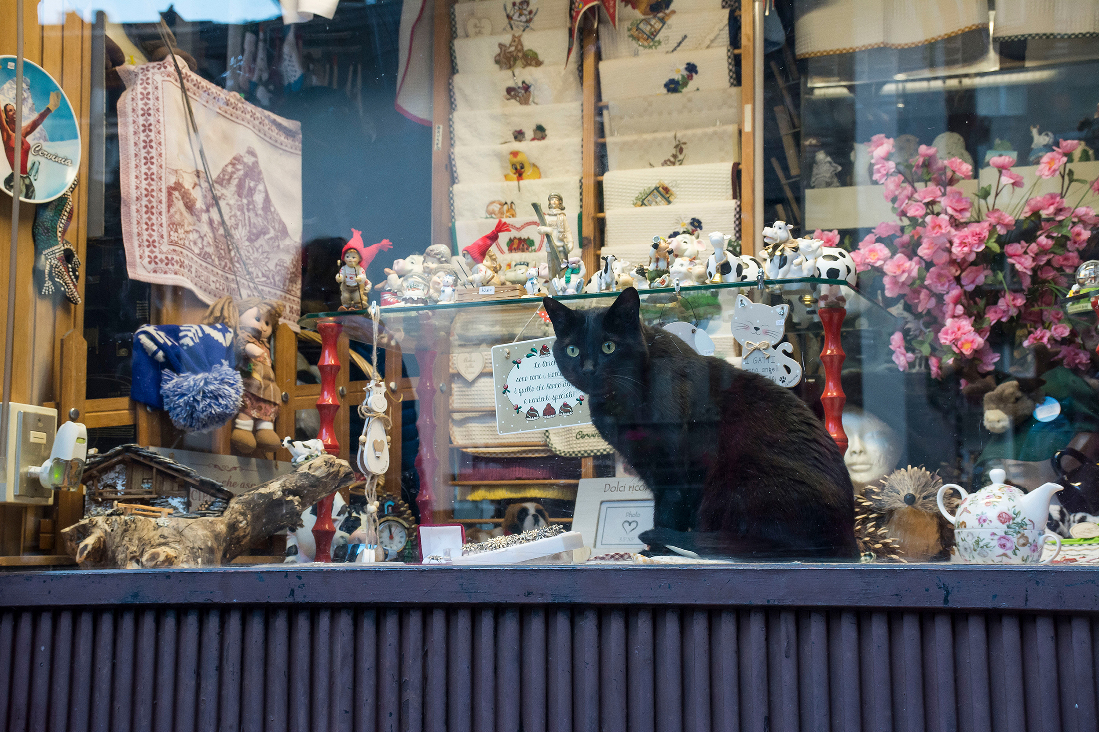 Gatto in vetrina