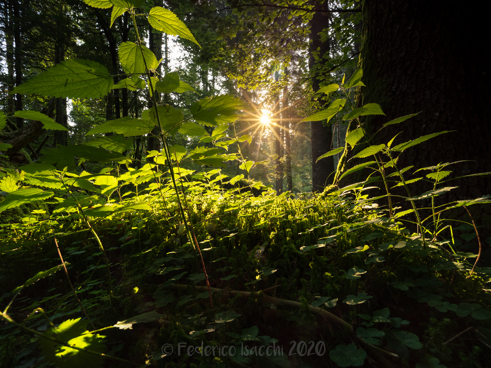 La luce del sottobosco