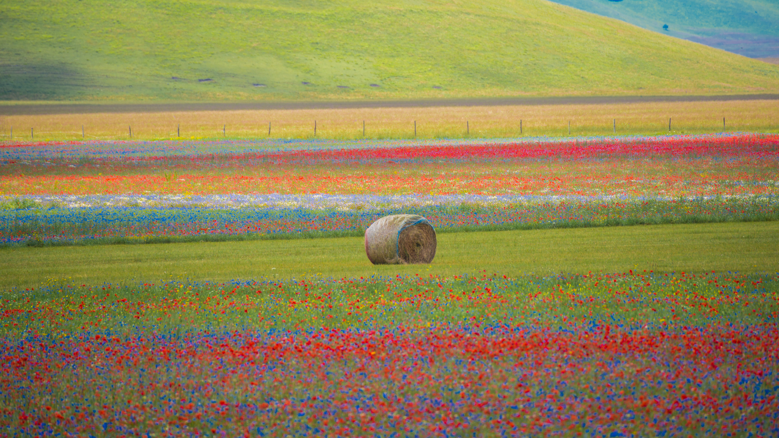 Castelluccio Flowering July 8, 2020