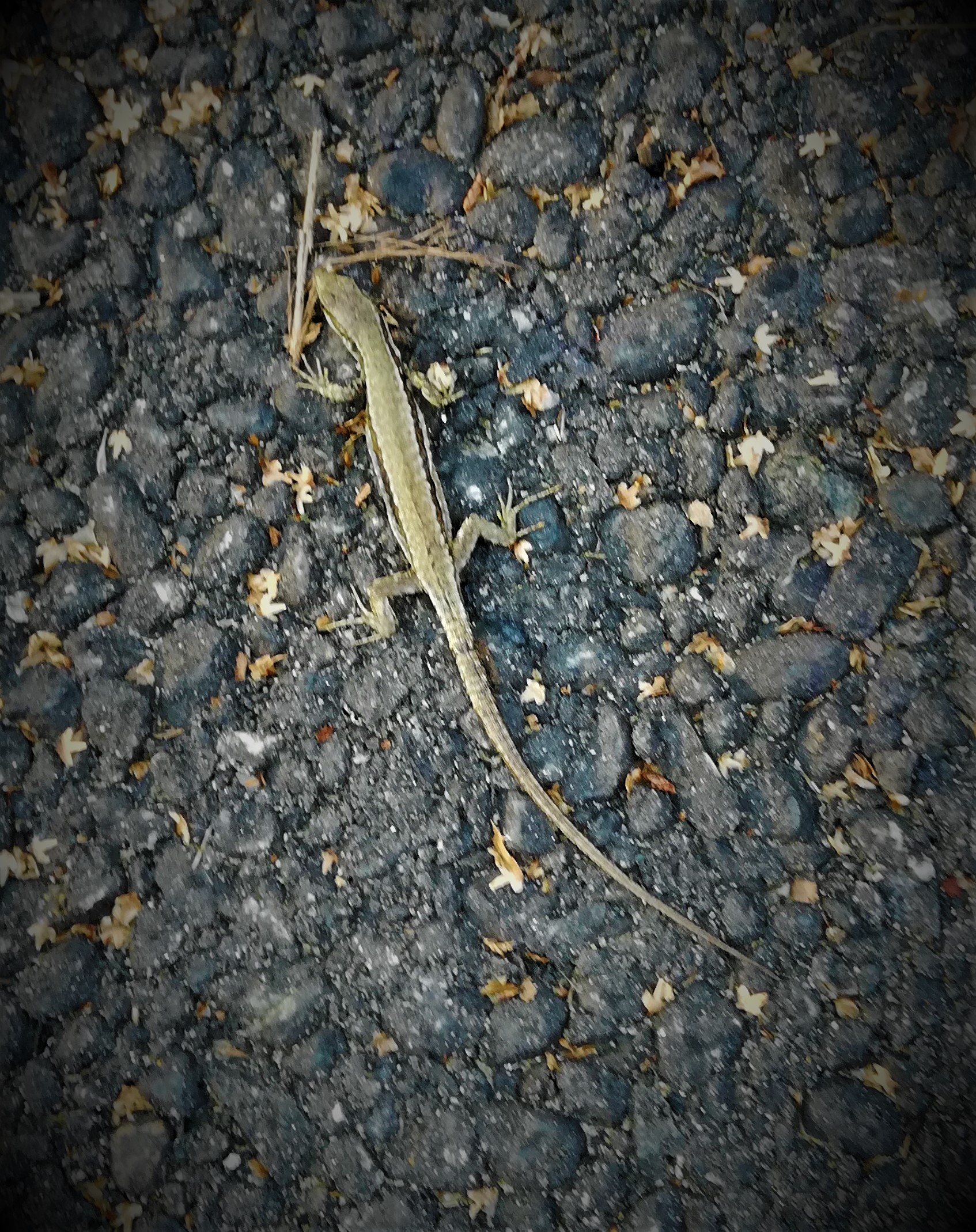city lizard