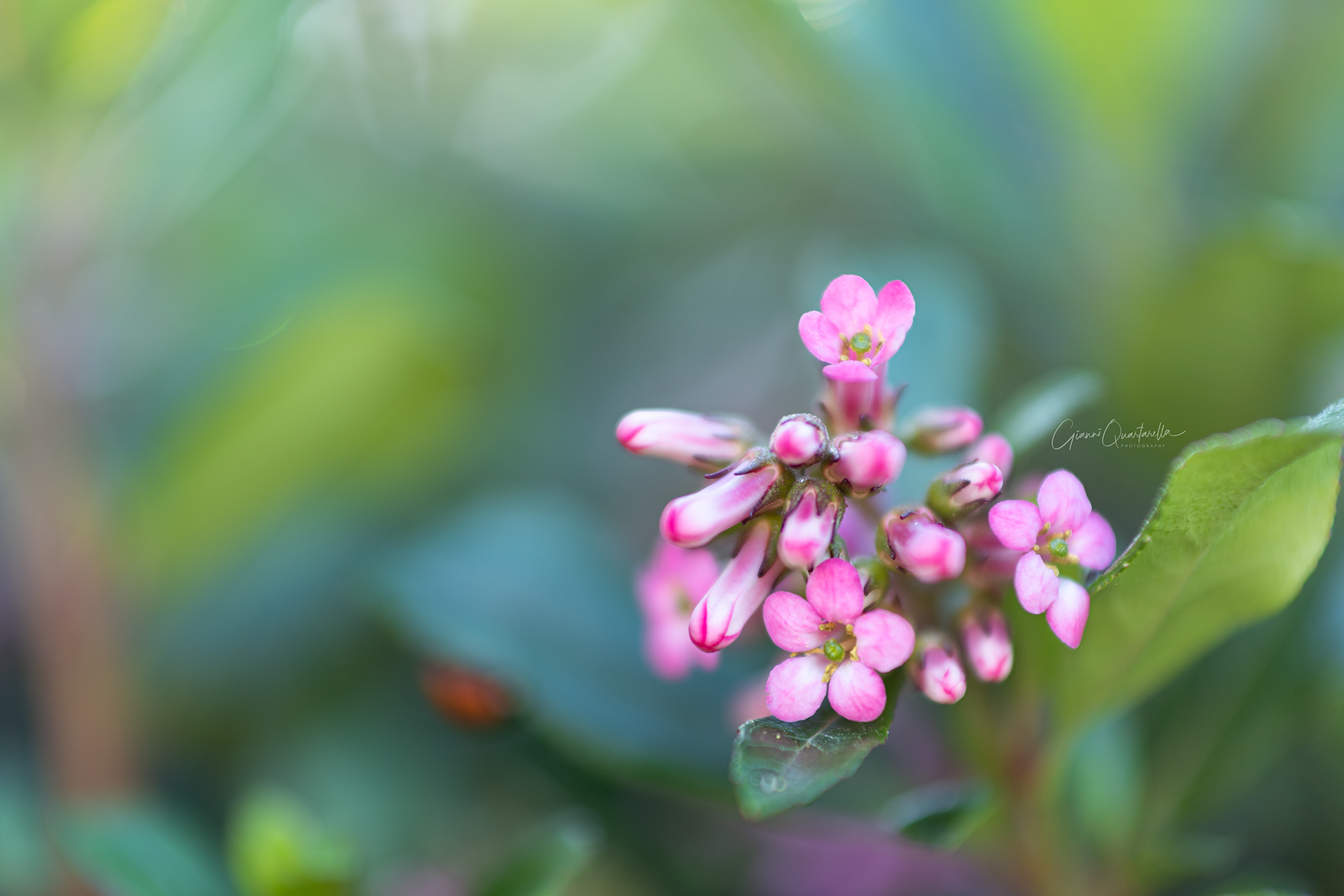 Una macchia in mezzo al verde