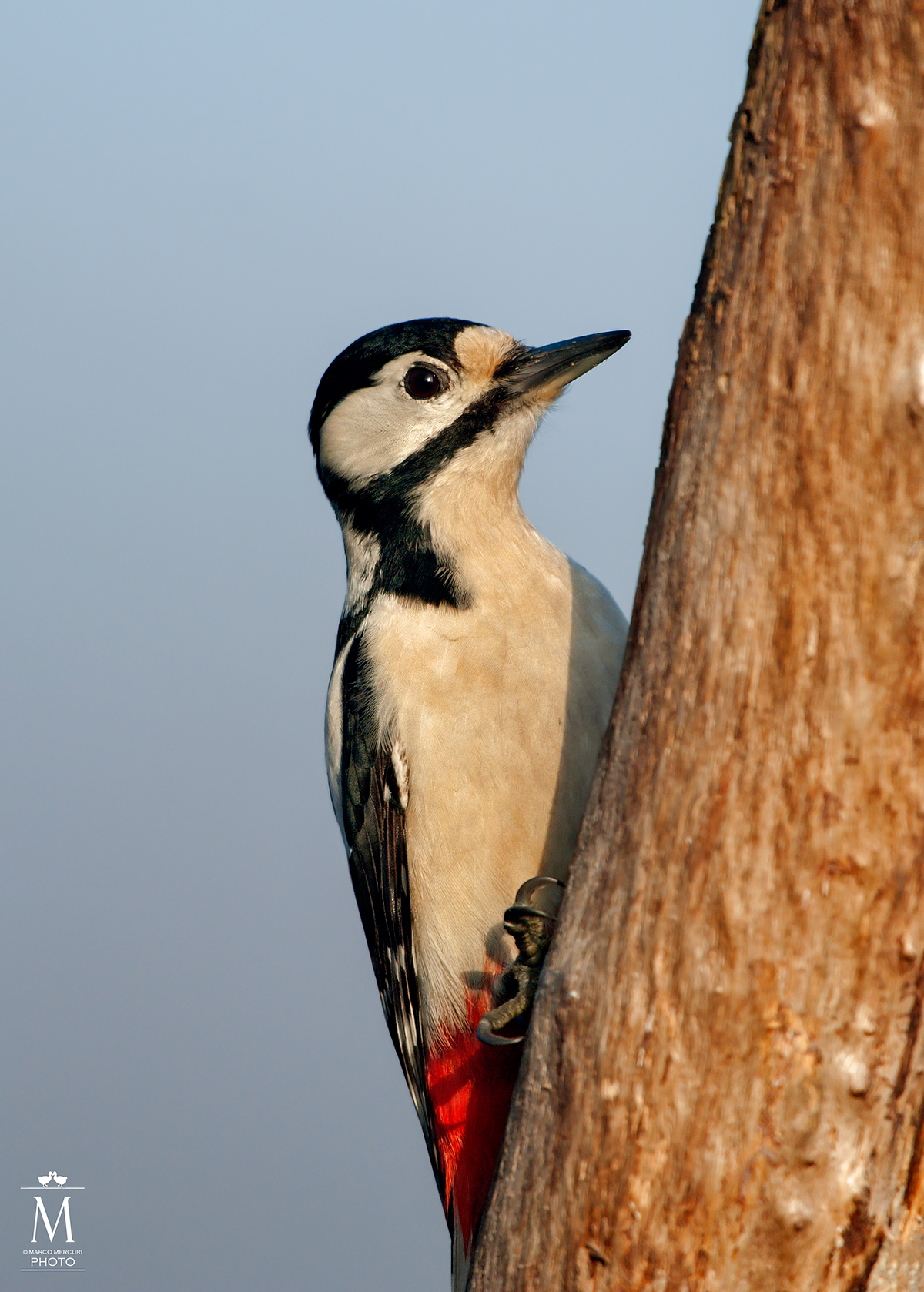 Picchio Rosso Maggiore