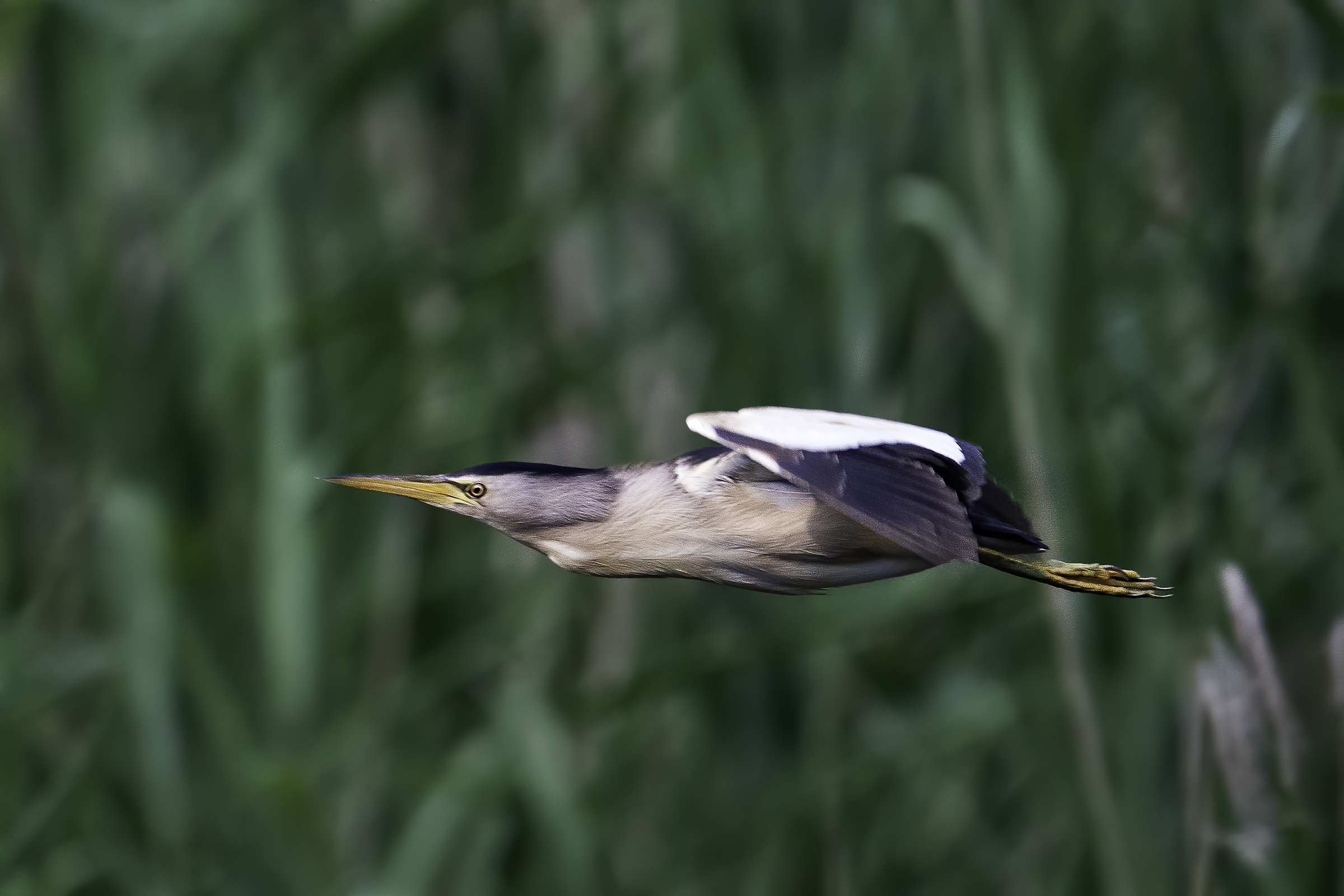 Tarabusino in flight