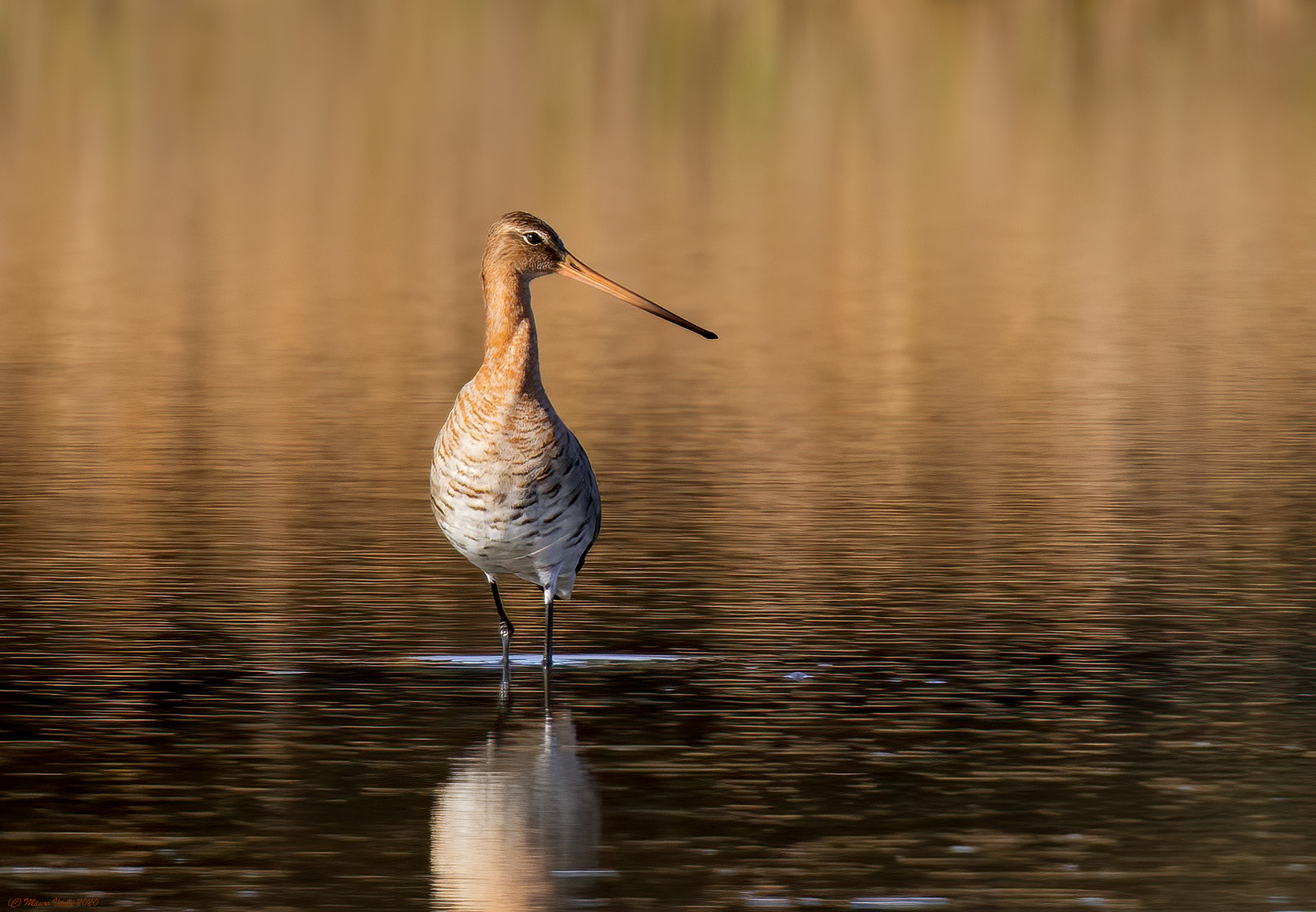 Royal Pittima (Limosa limosa)