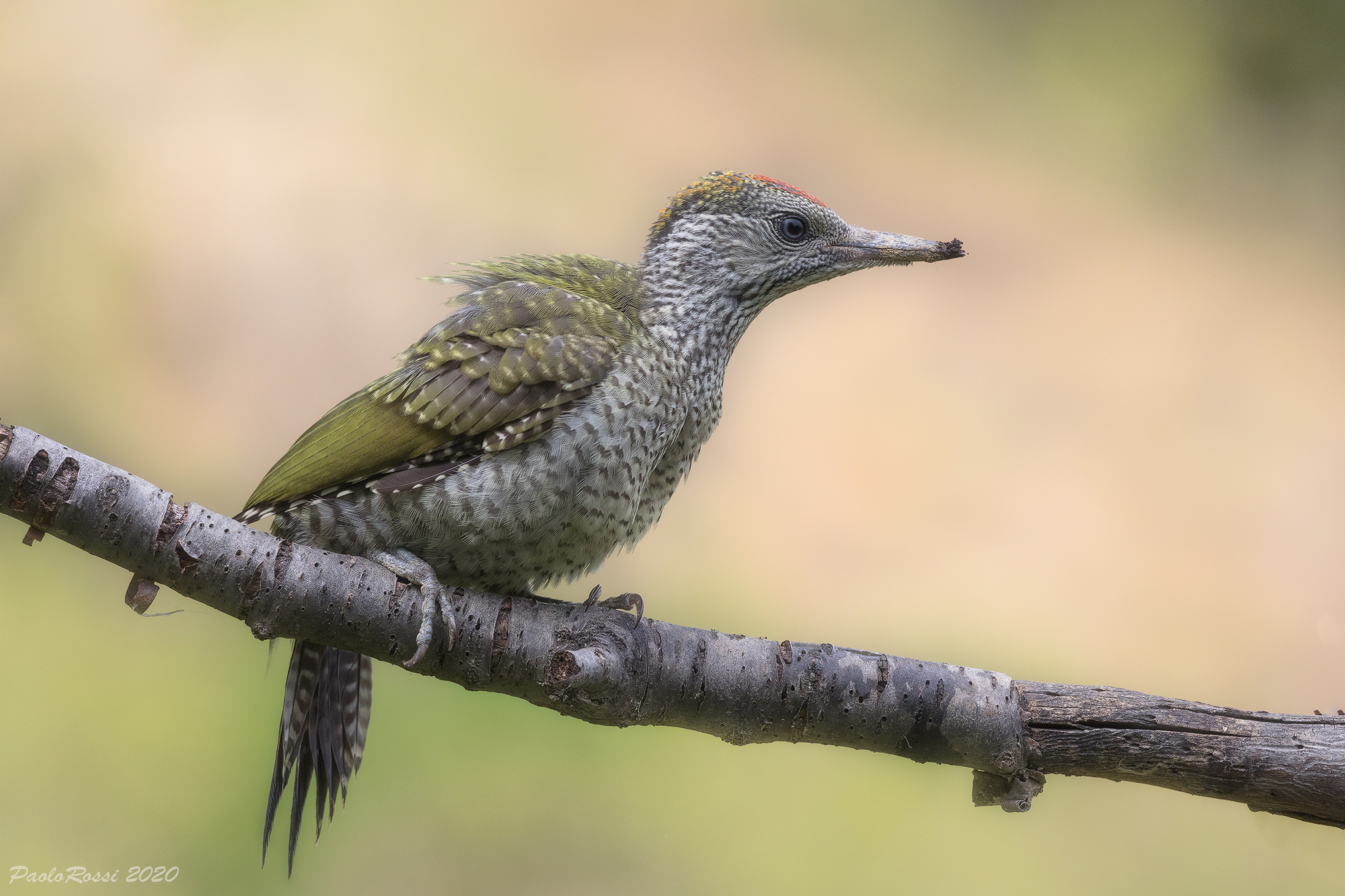 Giovane di picchio verde