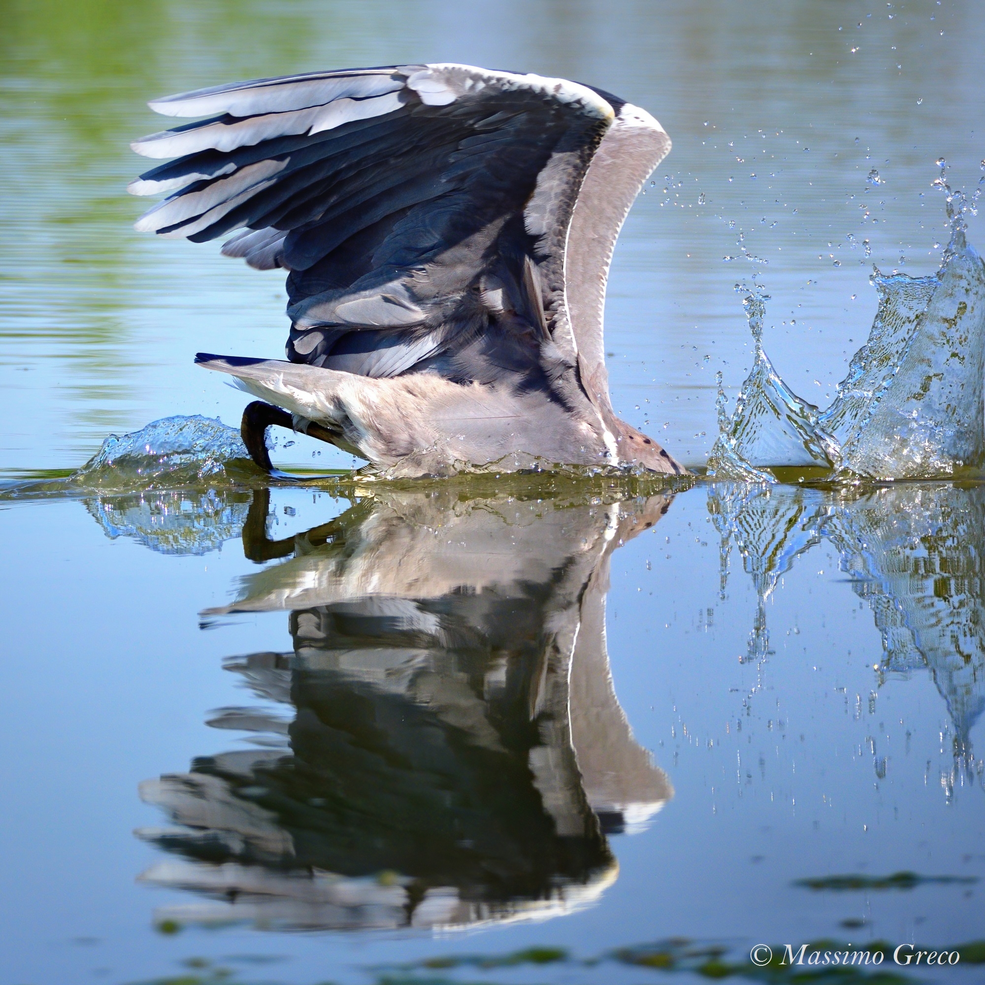 Symmetries - Ash heron