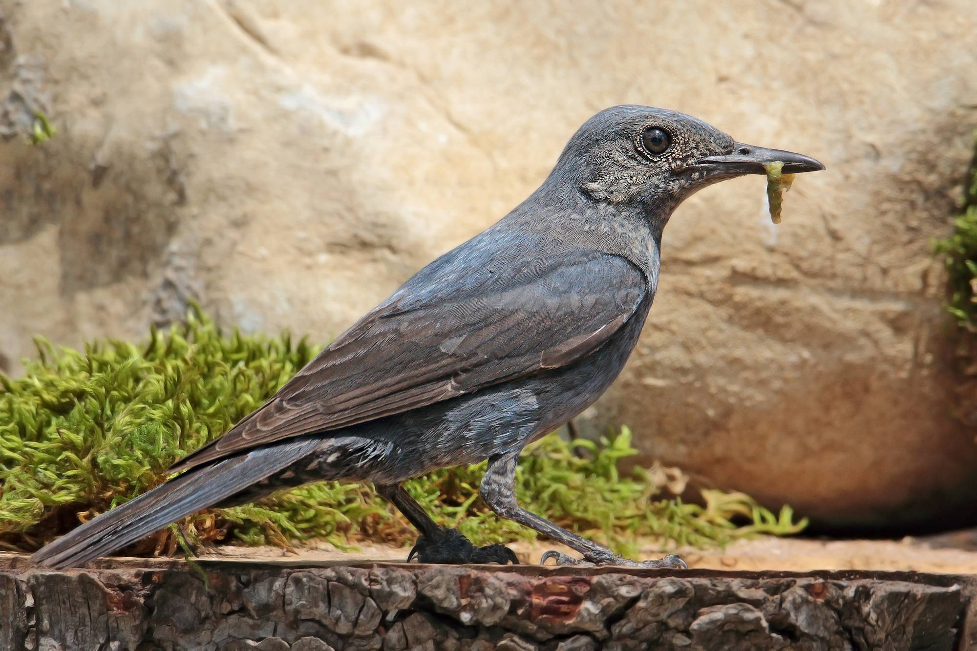 passero solitario femmina con bruco