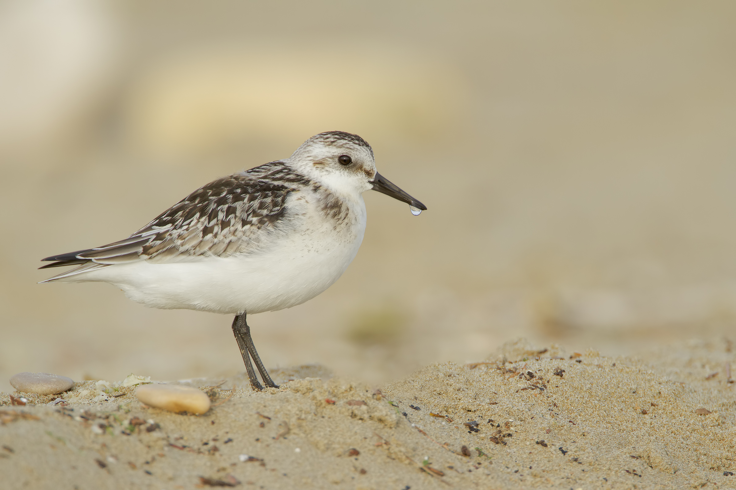 Triridate piovanello