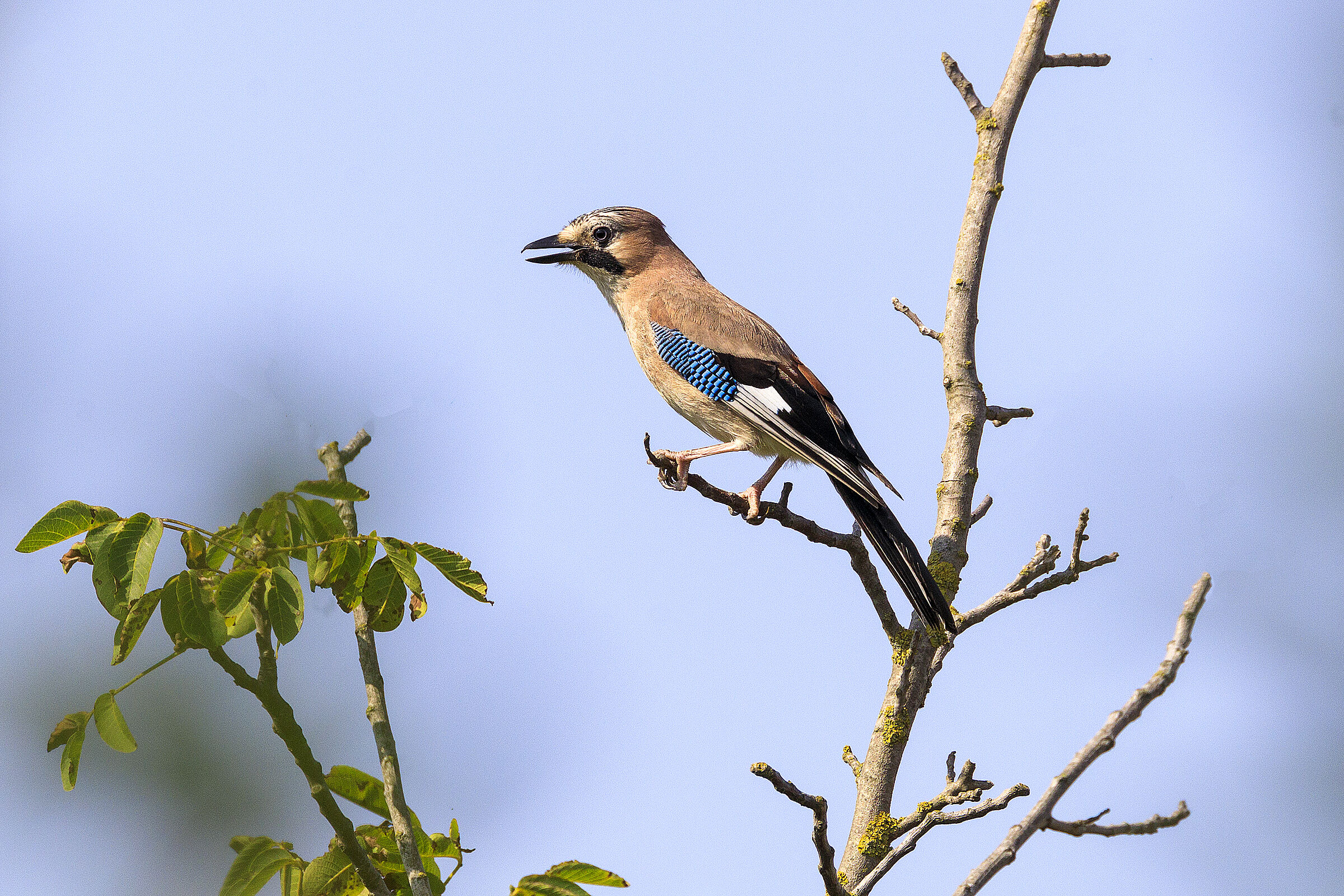 Jay