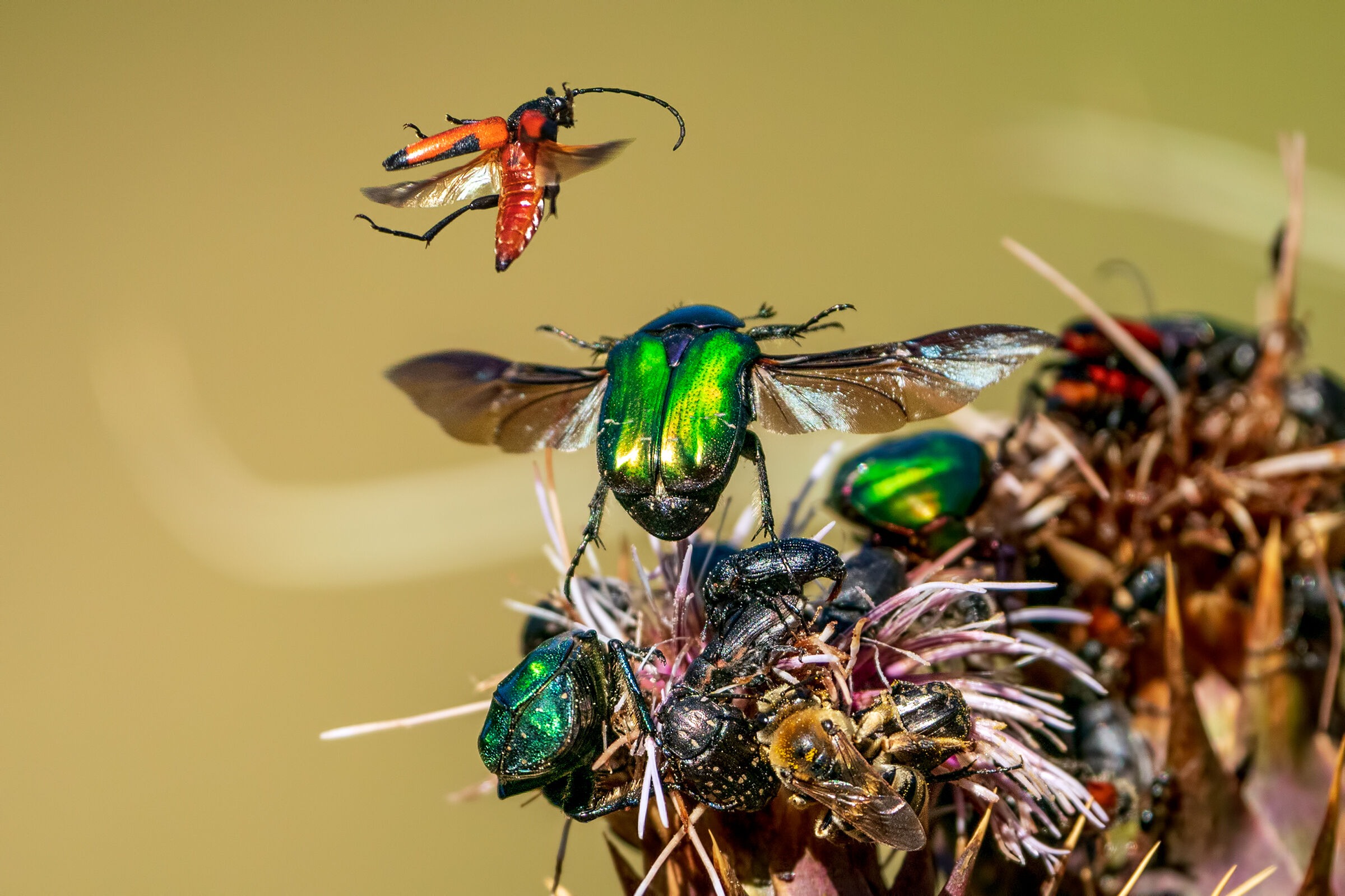 The ones from the wild pile