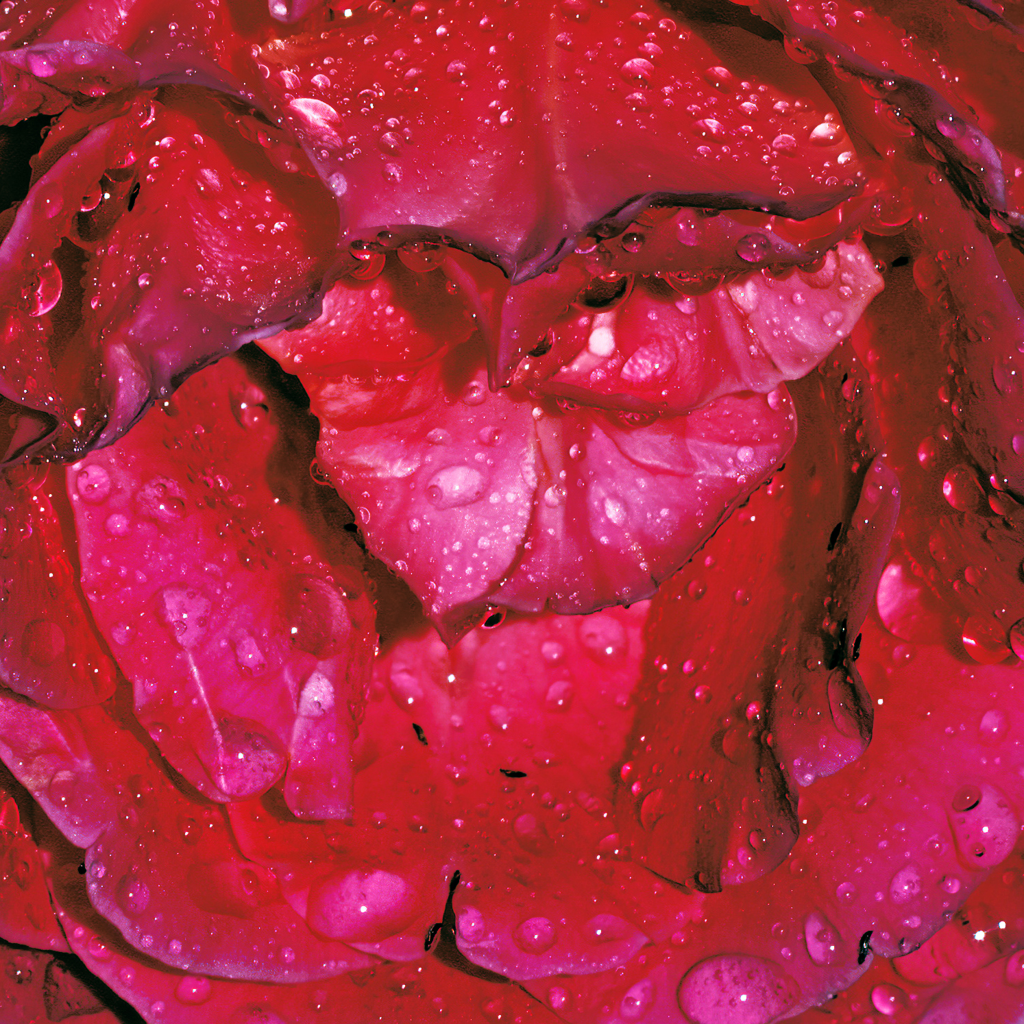 Fauna e Flora (dentro una rosa)