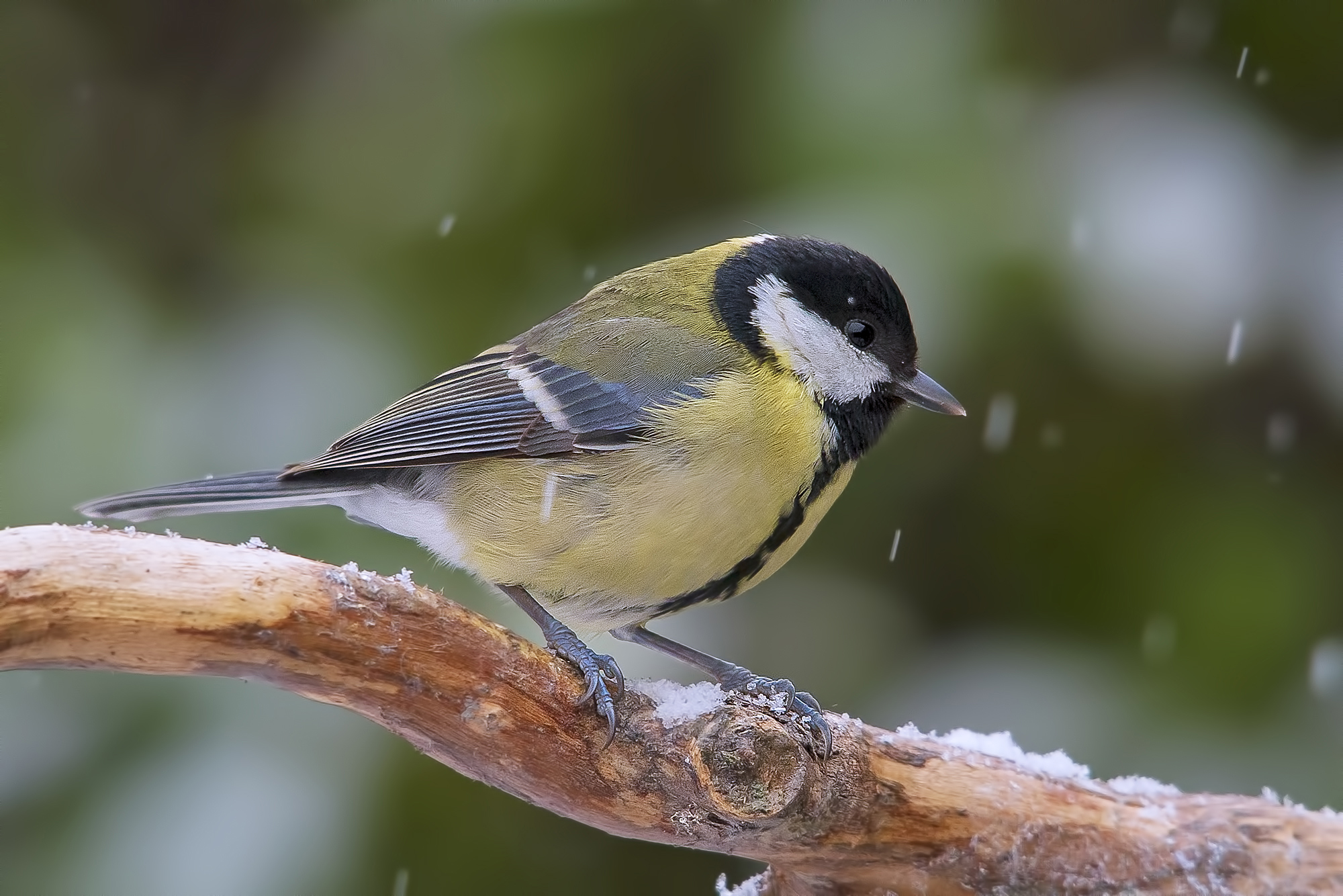 Great Tit in the snow ISO 3200