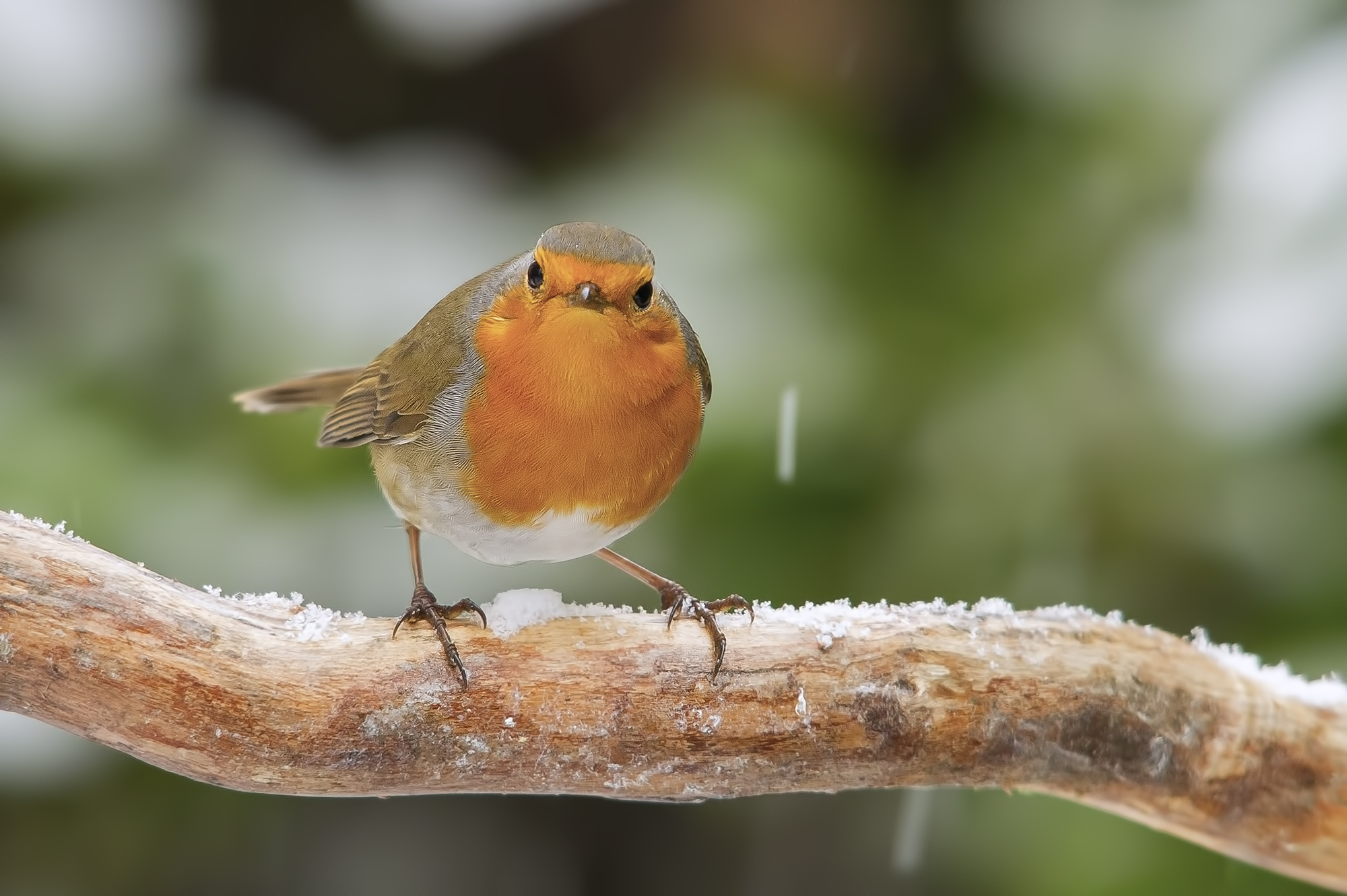 Robin in the snow ISO 3200