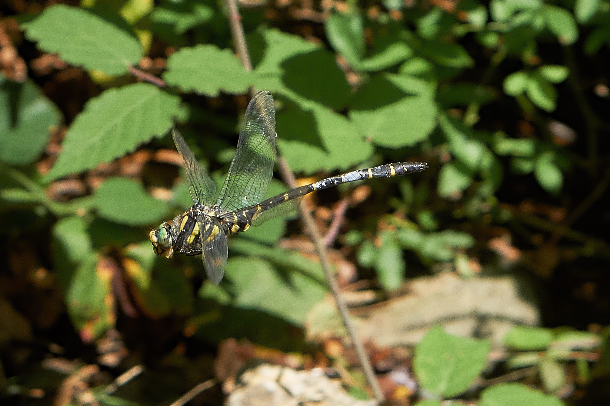 Cordulegaster in flight