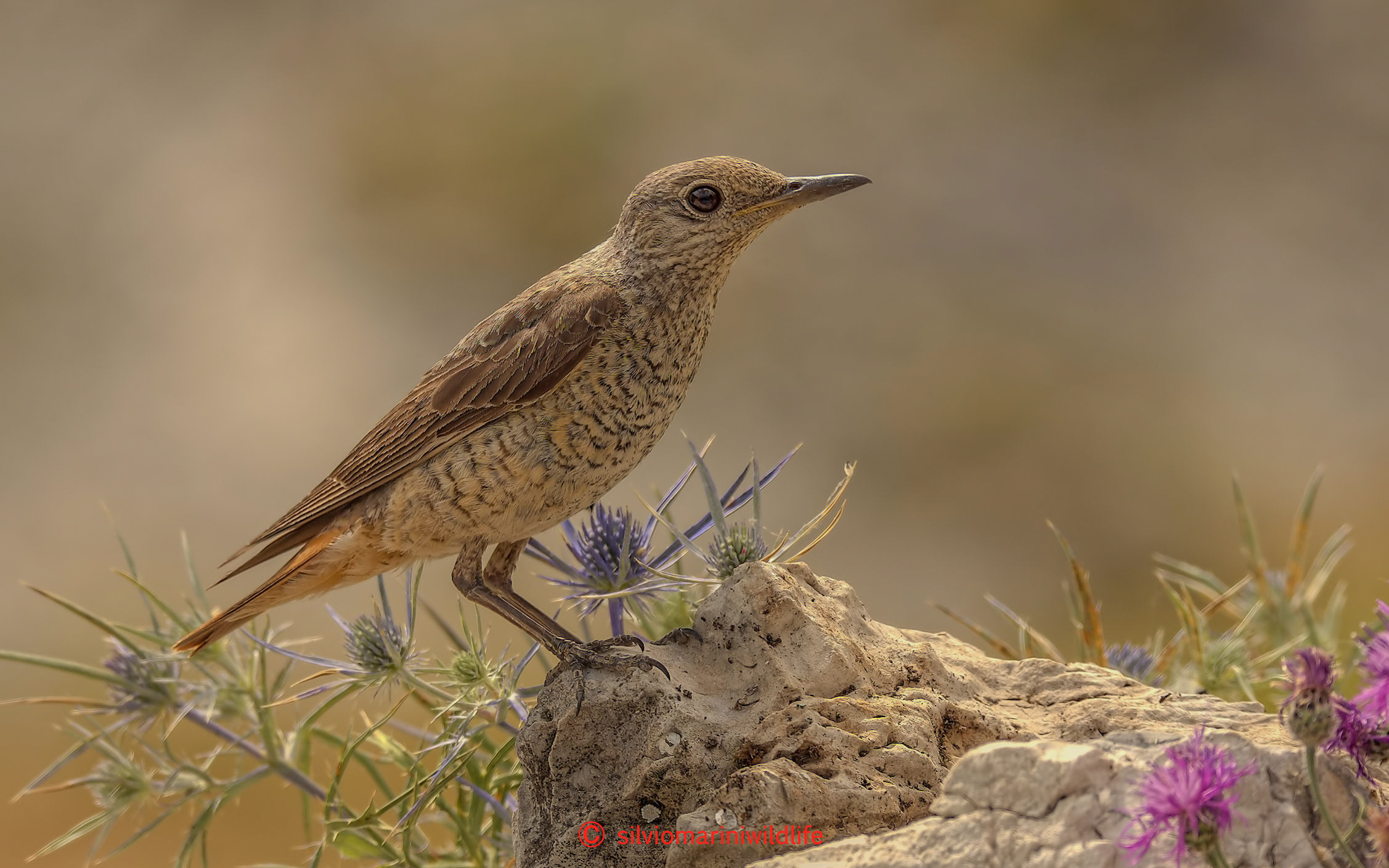 Codirossone (Monticola saxatilis)