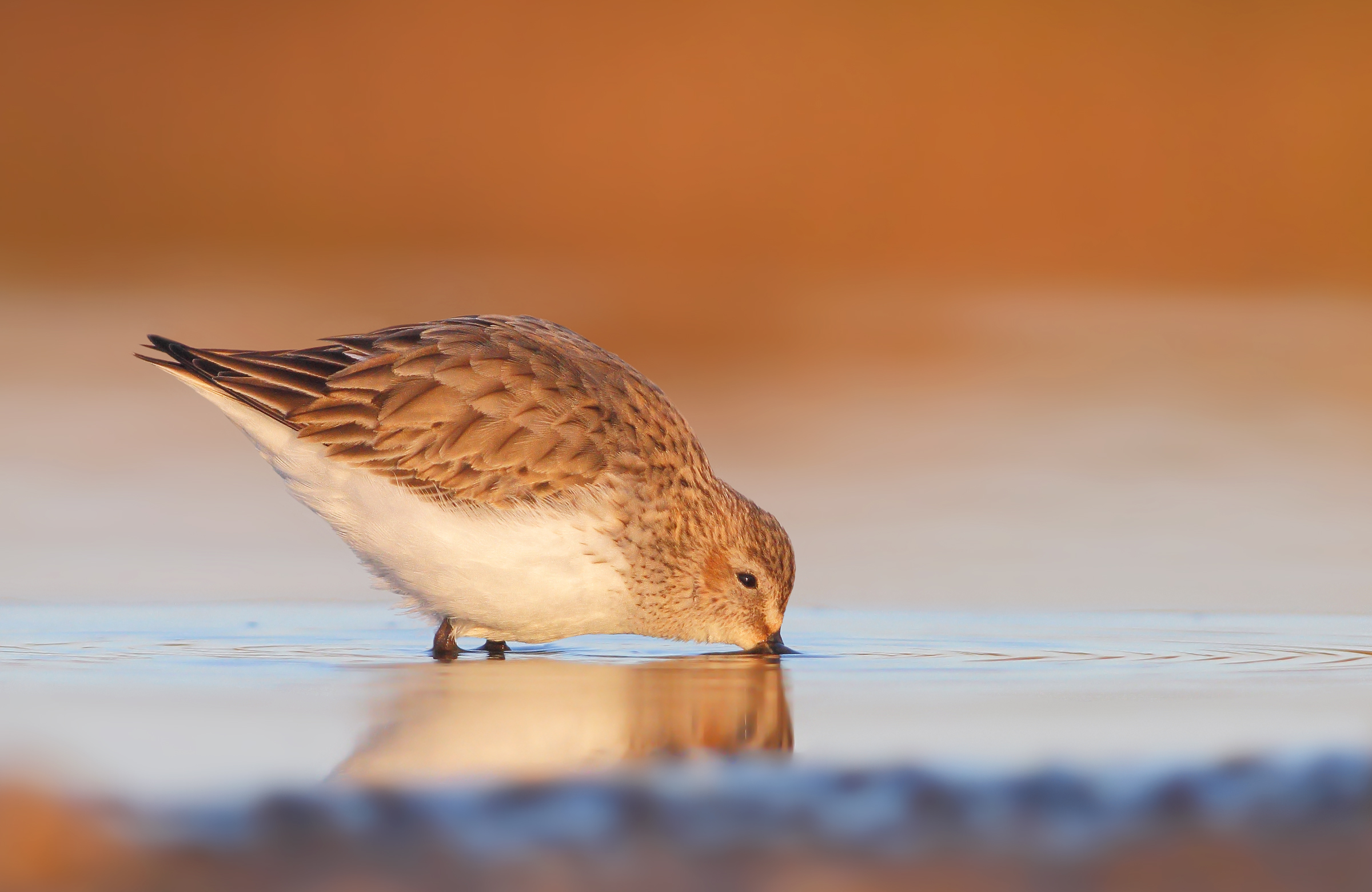 Piovanello pancianera