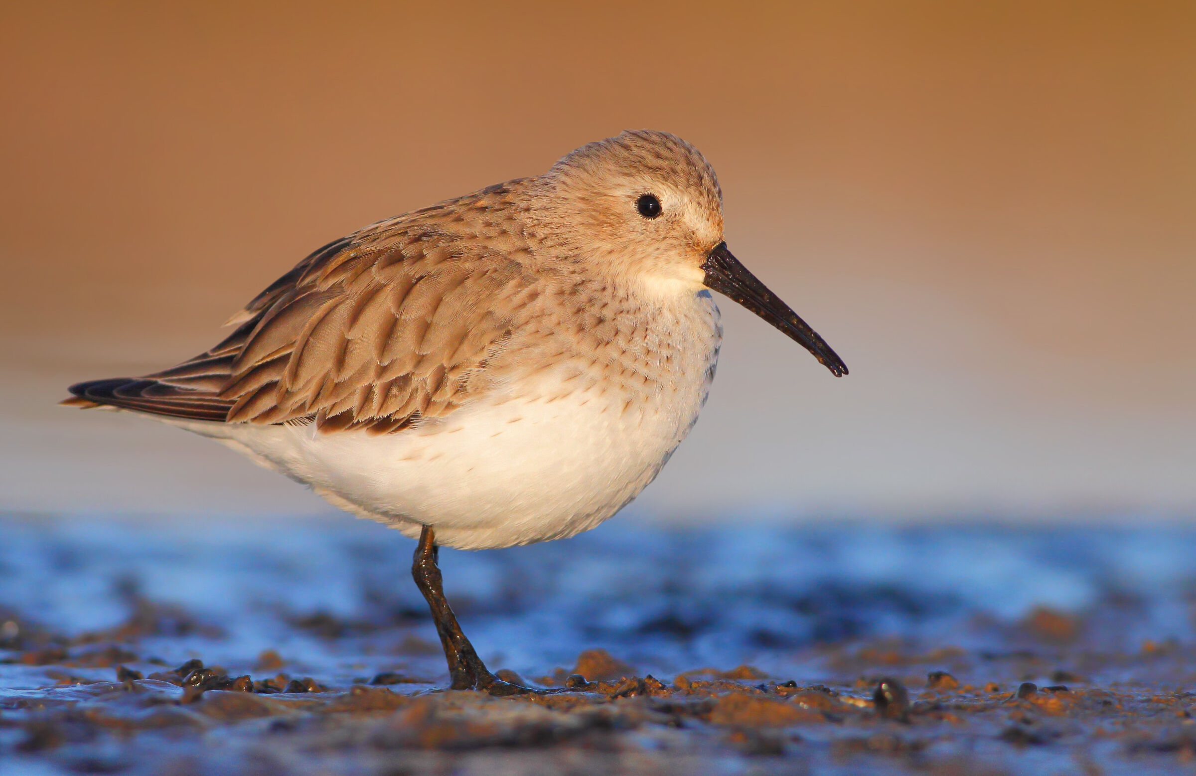 Piovanello pancianera