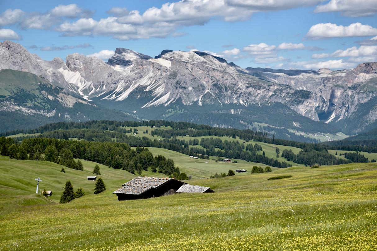 Alpe di Siusi in fiore