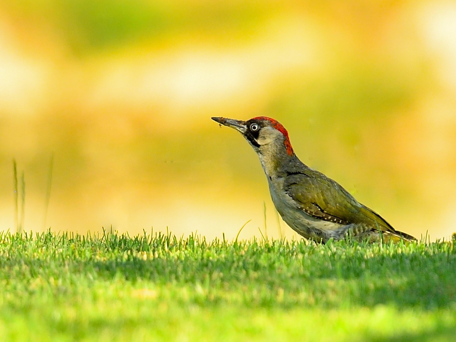 green woodpecker