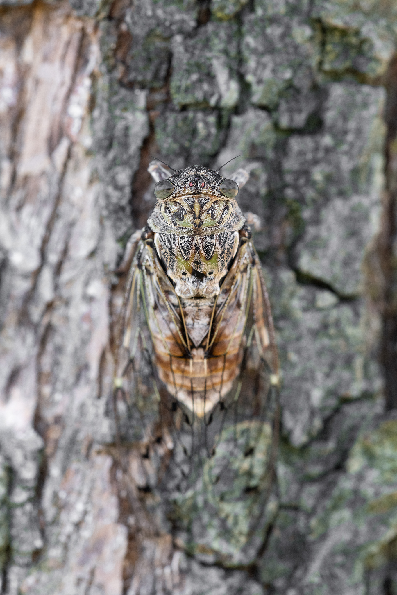 Cicada orni