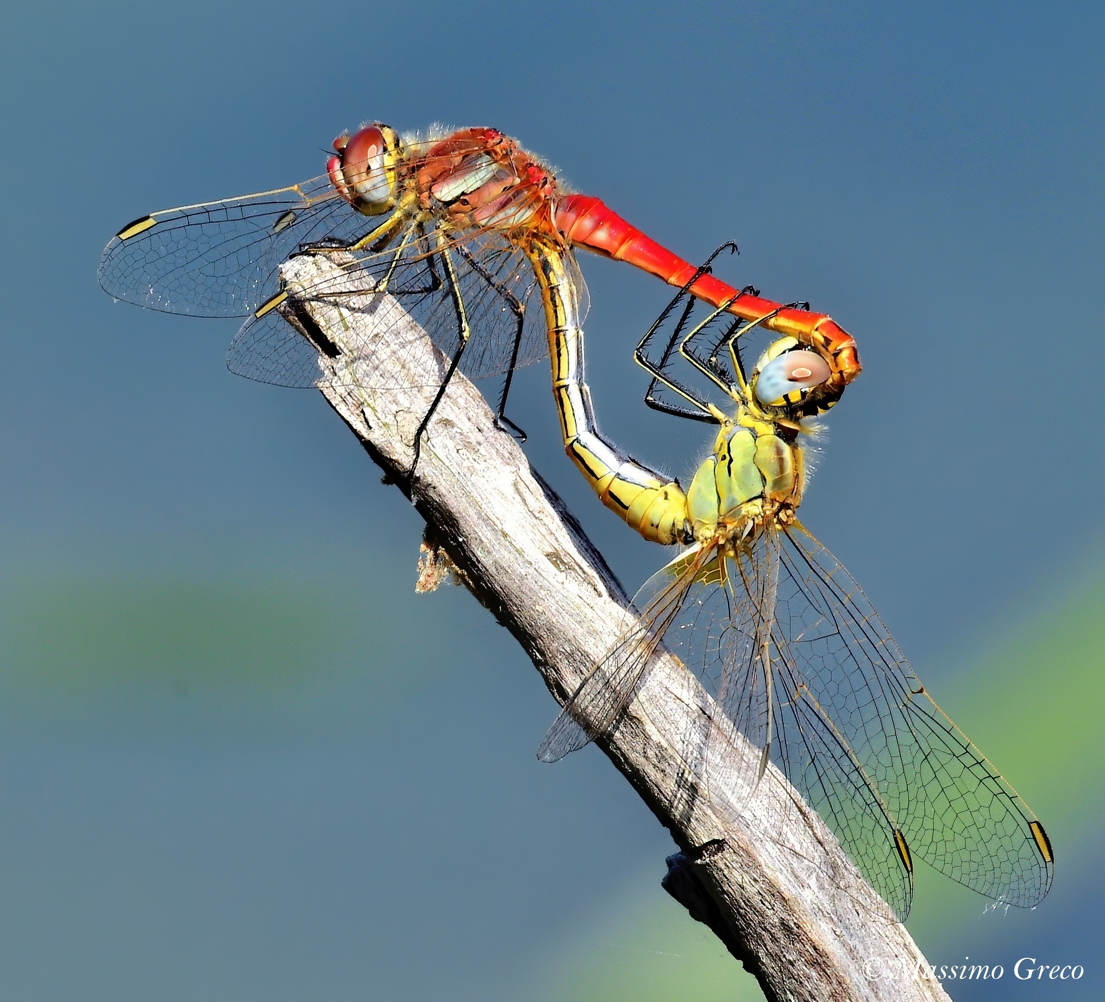 L'amour en plein air - Sympetrum fonscolombii