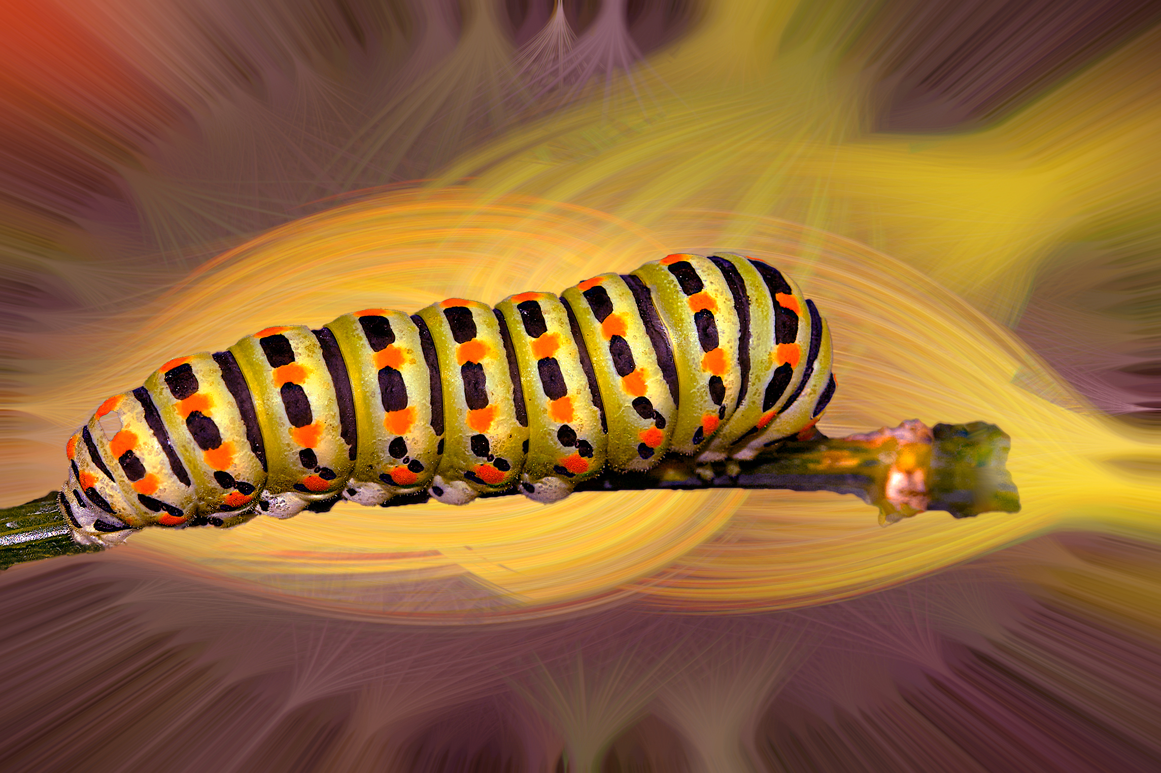 between the leaves after the storm