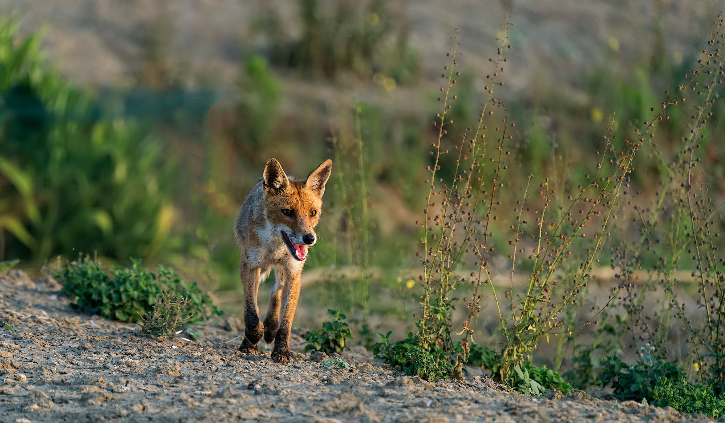 Incontro ravvicinato