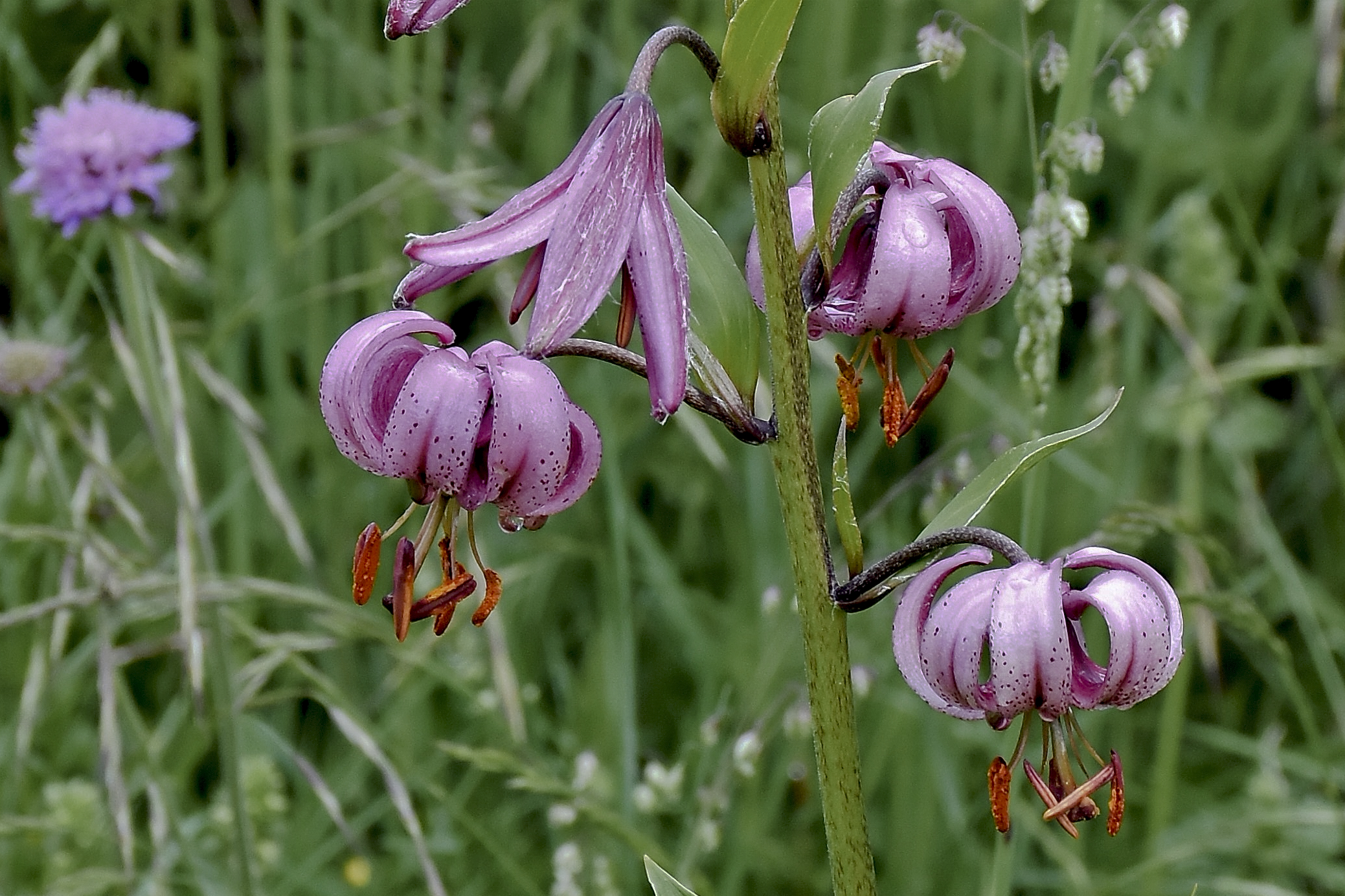 Martagon lily at Falcade BL