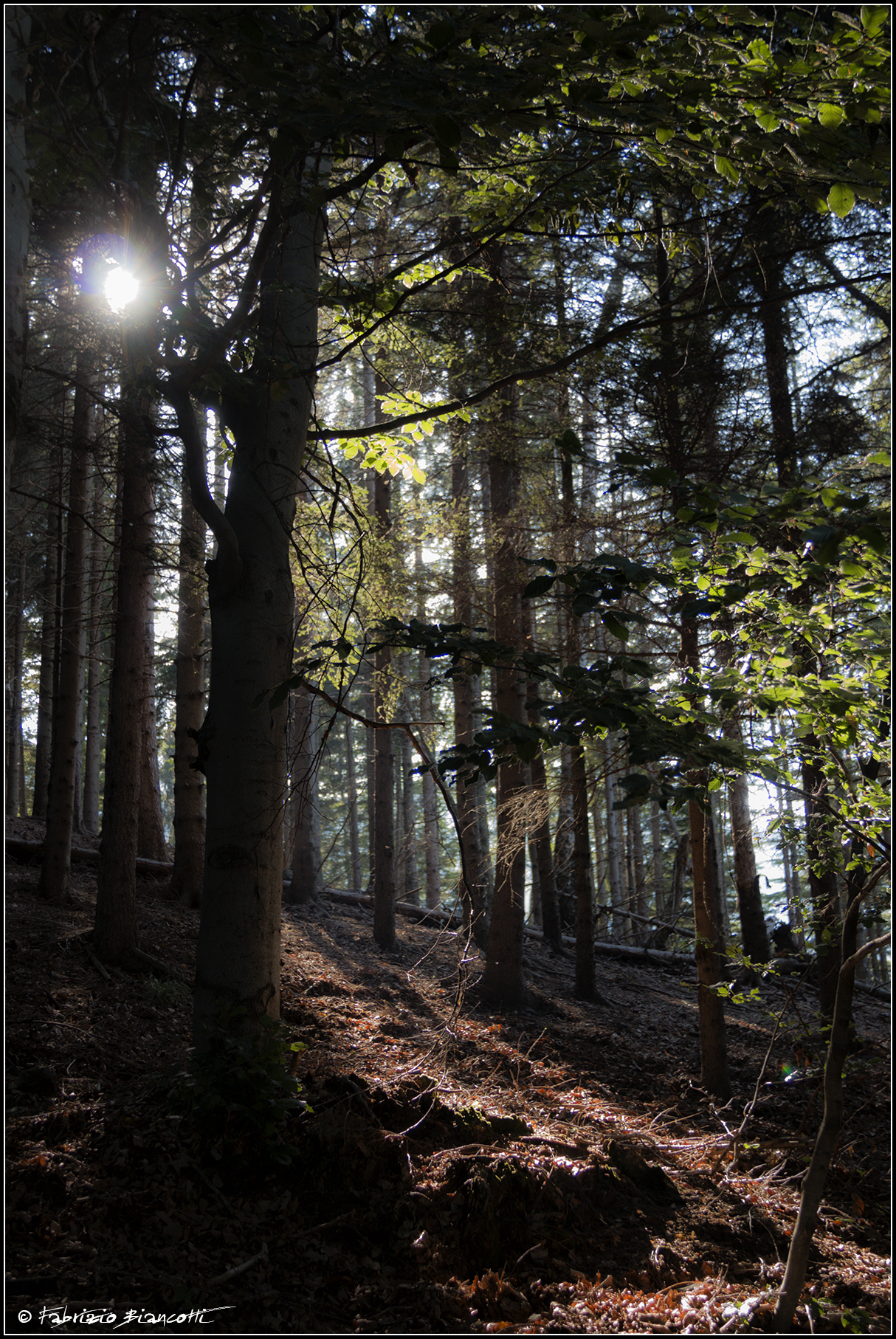 Nel sottobosco