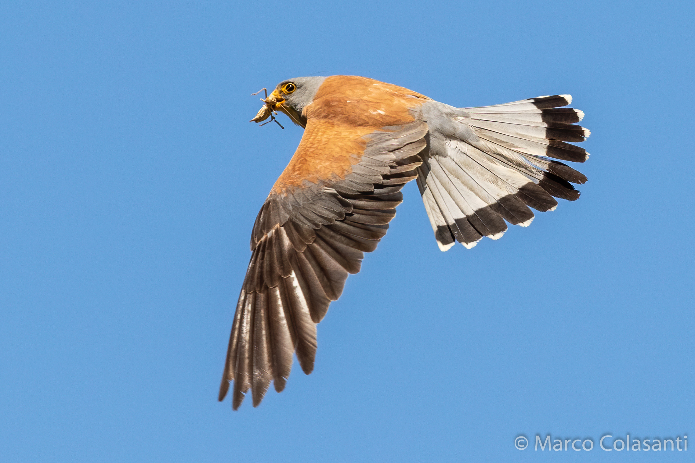 grillaio in volo con preda
